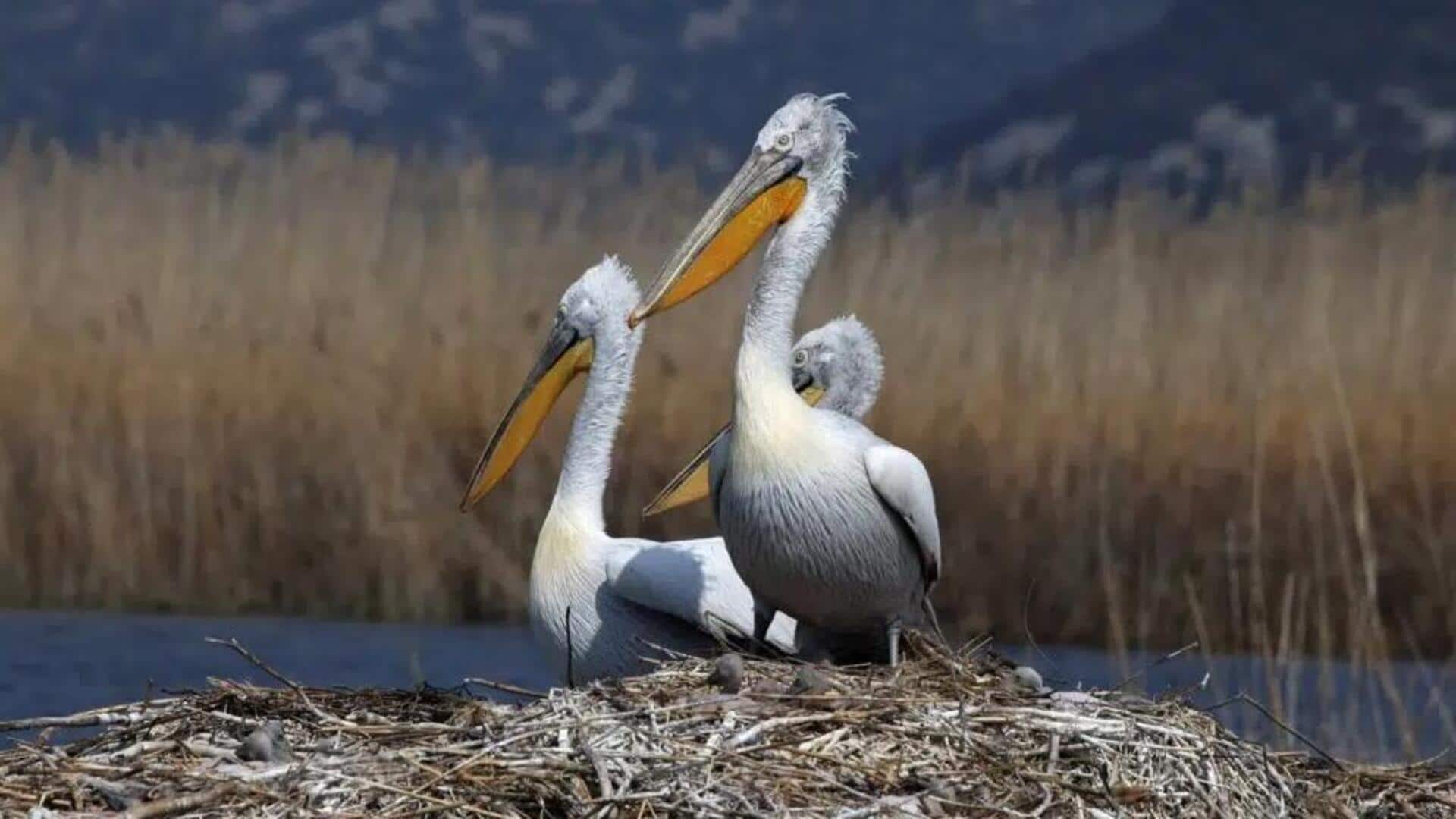 Pentingnya Habitat Pelikan untuk Indikatot Keseimbangan Ekologi