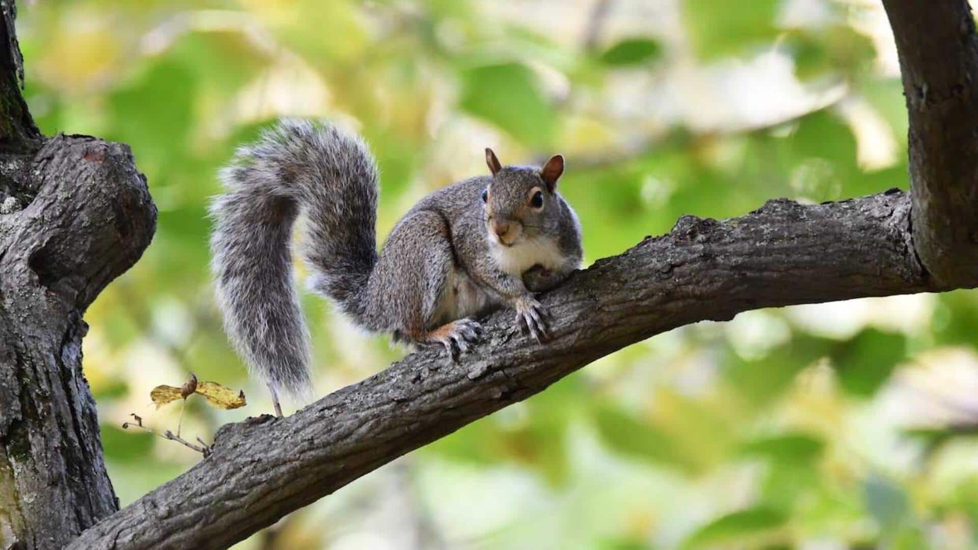 Mempelajari Cara Komunikasi Tupai yang Mengejutkan