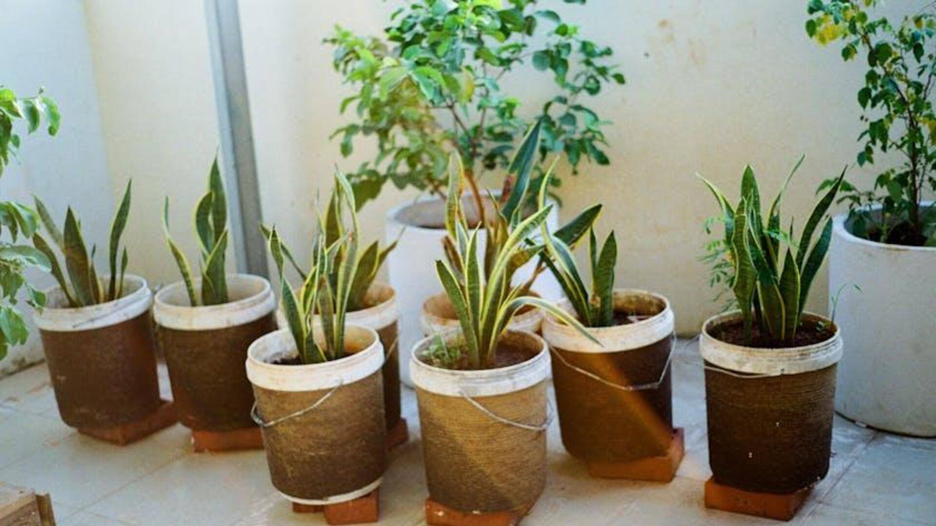 Tanaman Hias Unik untuk Kualitas Udara