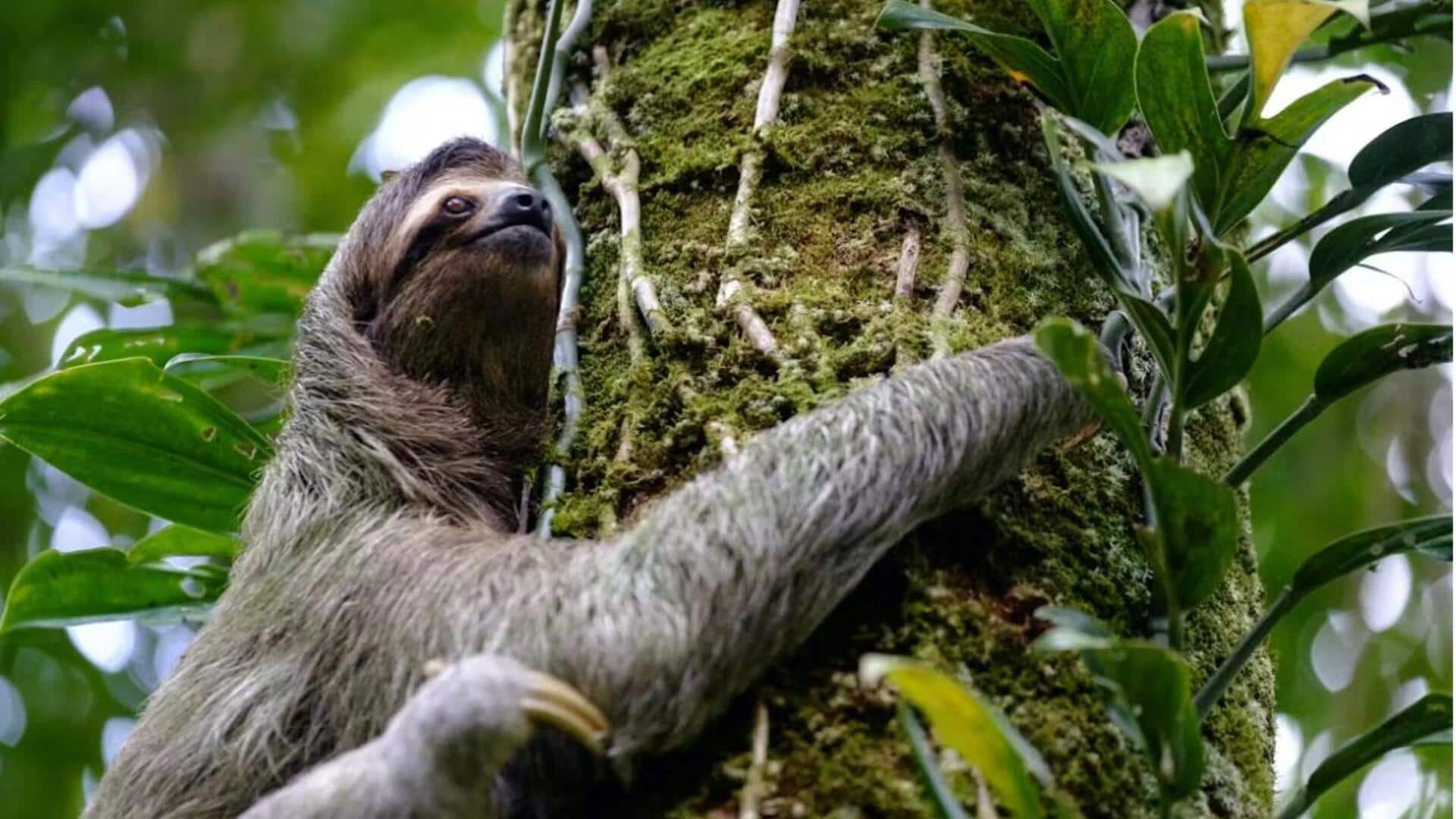 Kebiasaan Pelukan Pohon Kungkang: Penemuan Alam yang Menghangatkan Hati