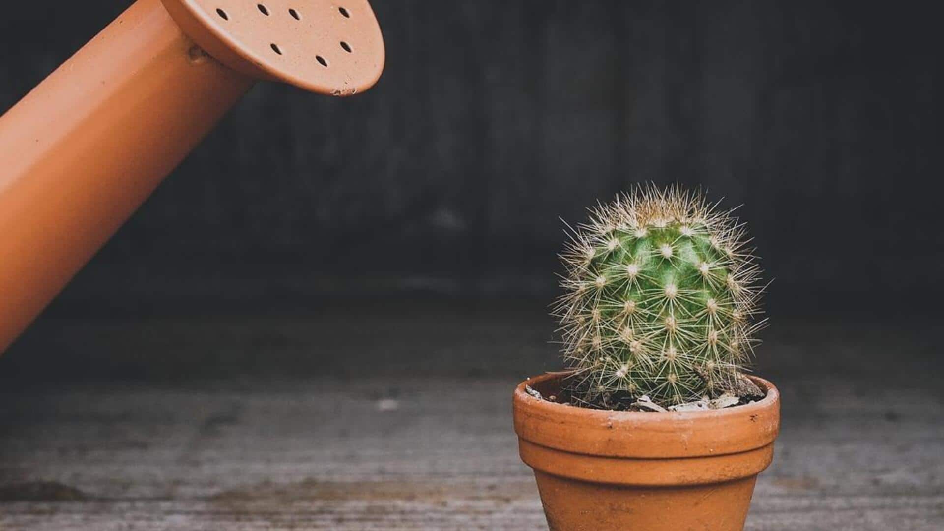 Cara menanam kaktus di rumah 