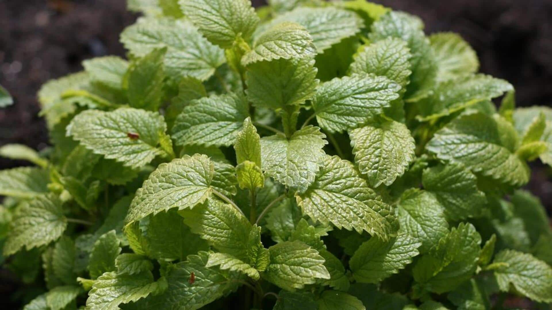 Manfaat Lemon Balm untuk kulit