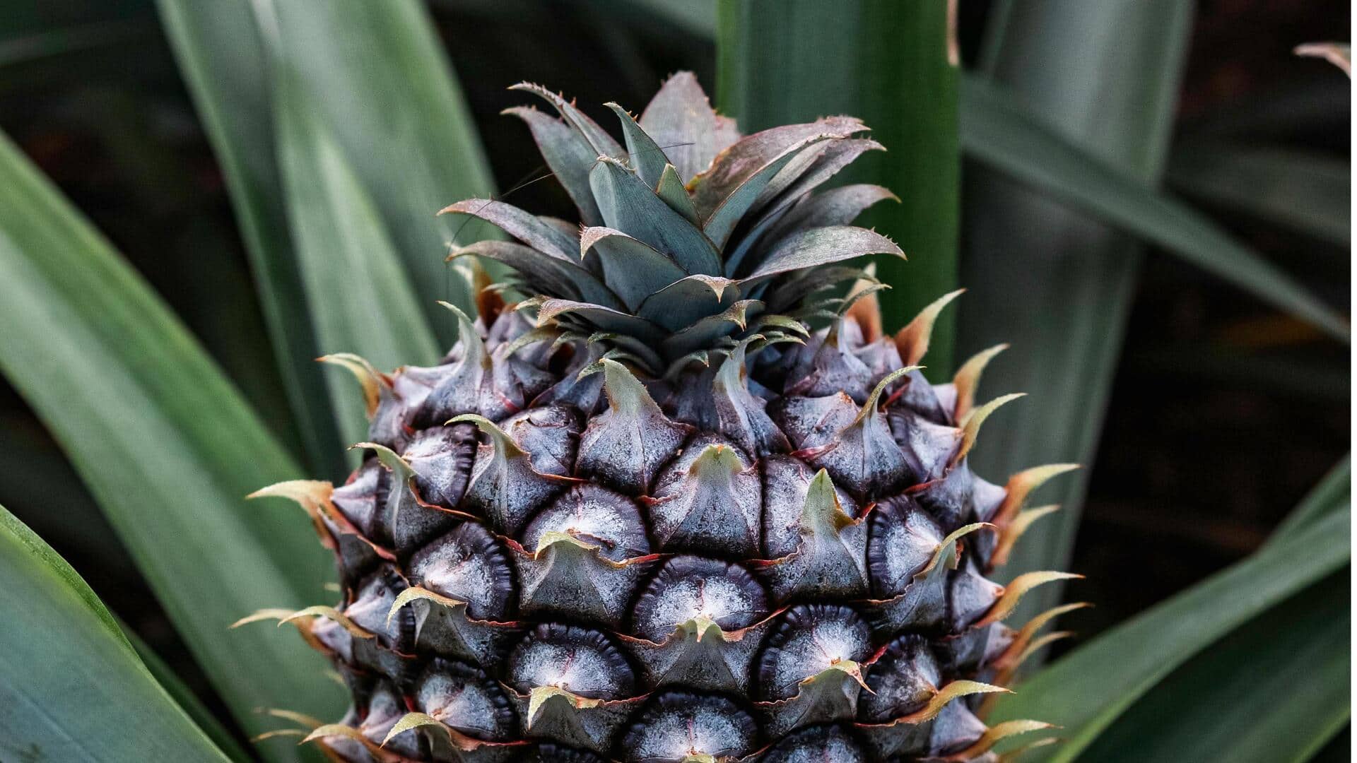 Cara Menanam Nanas di Dalam Ruangan dengan Mudah