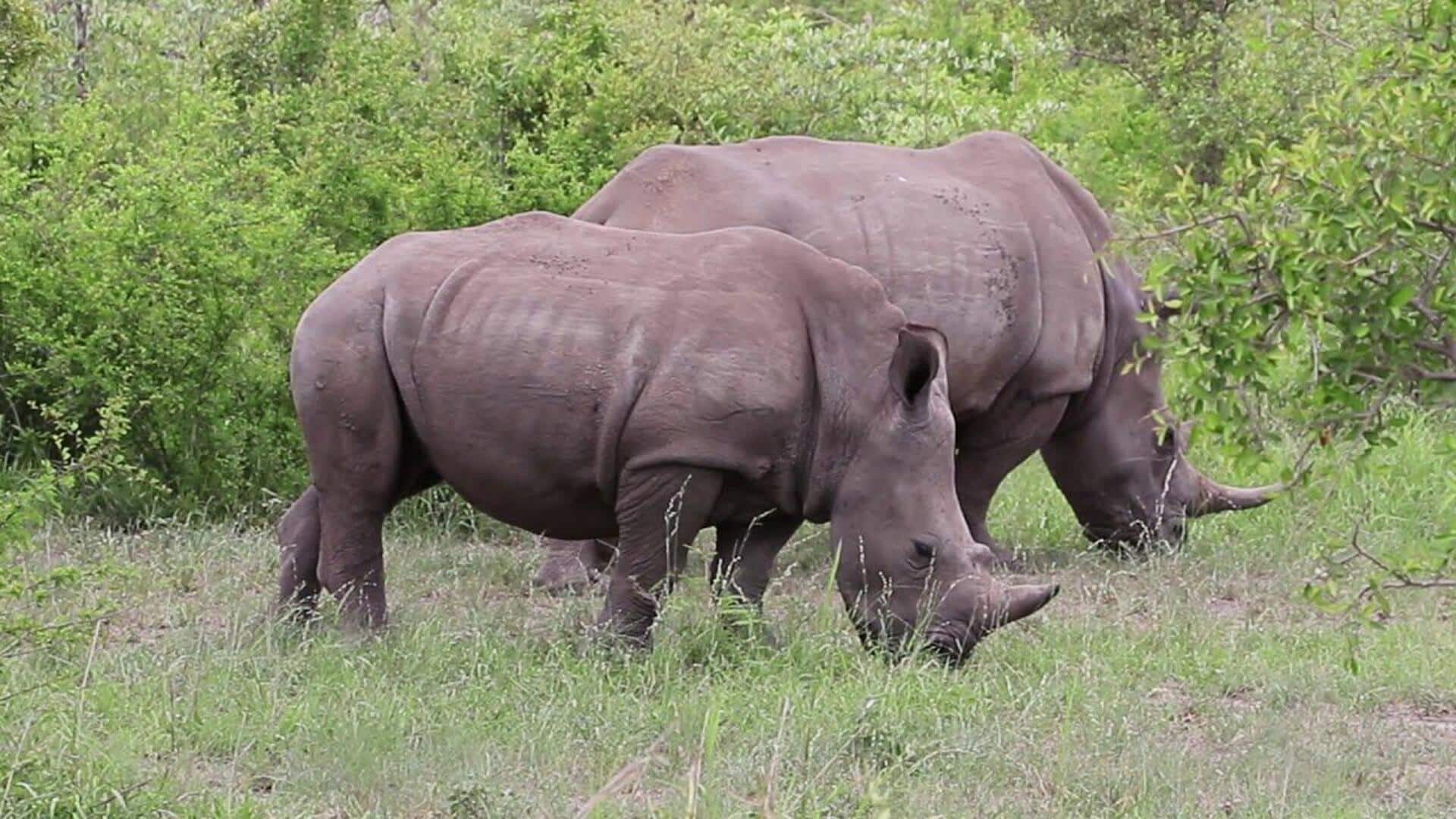 Lima Tanaman Penting yang Menunjang Kehidupan Badak di Alam Liar