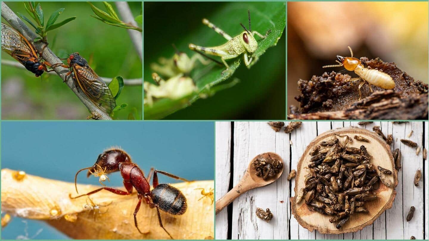 Lima serangga yang dimakan manusia dan manfaatnya bagi kesehatane