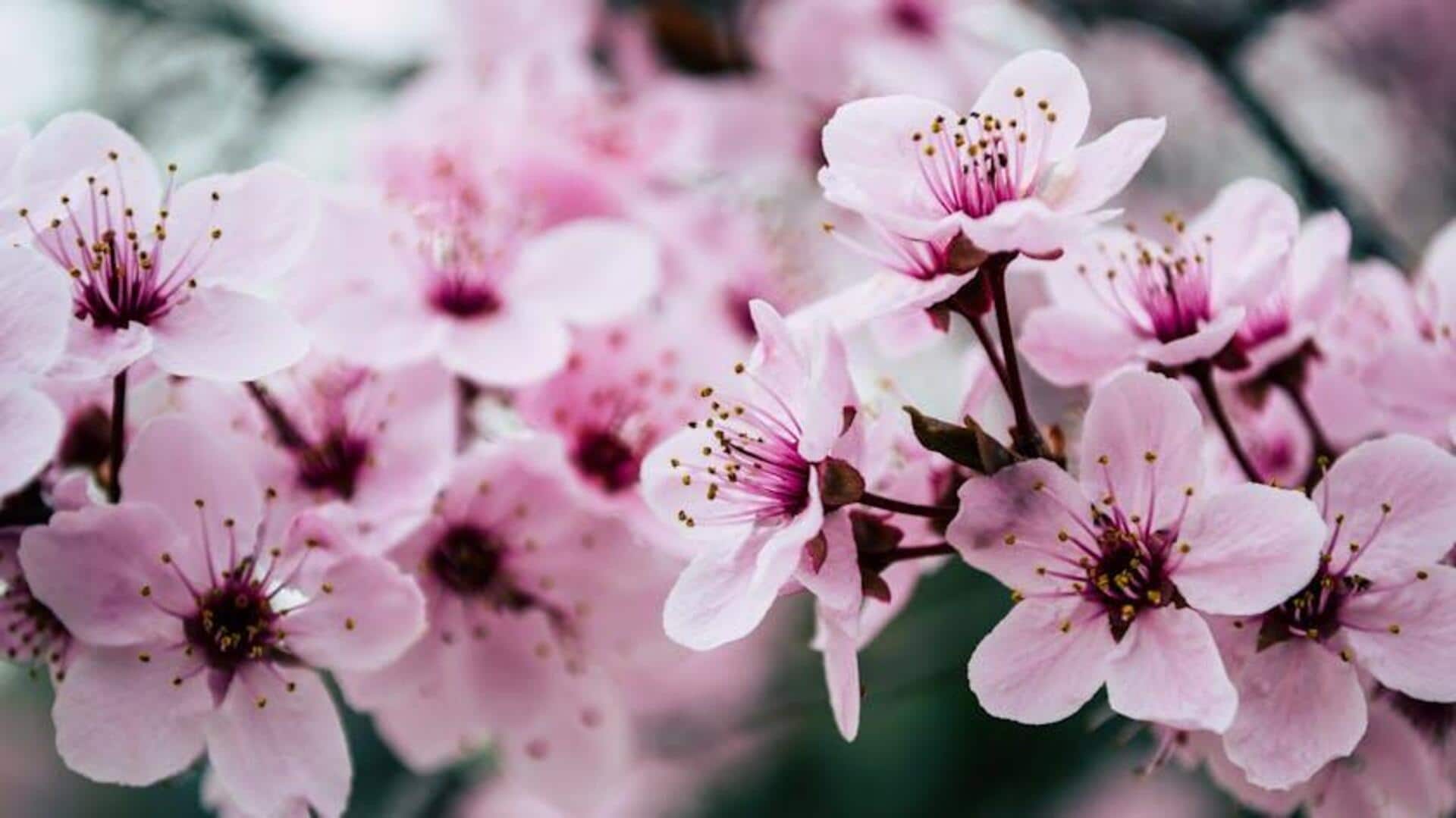 Kegunaan Bunga Sakura selain untuk Kecantikan dan Dekorasi Kegunaan Bunga Sakura selain untuk Kecantikan dan Dekorasi