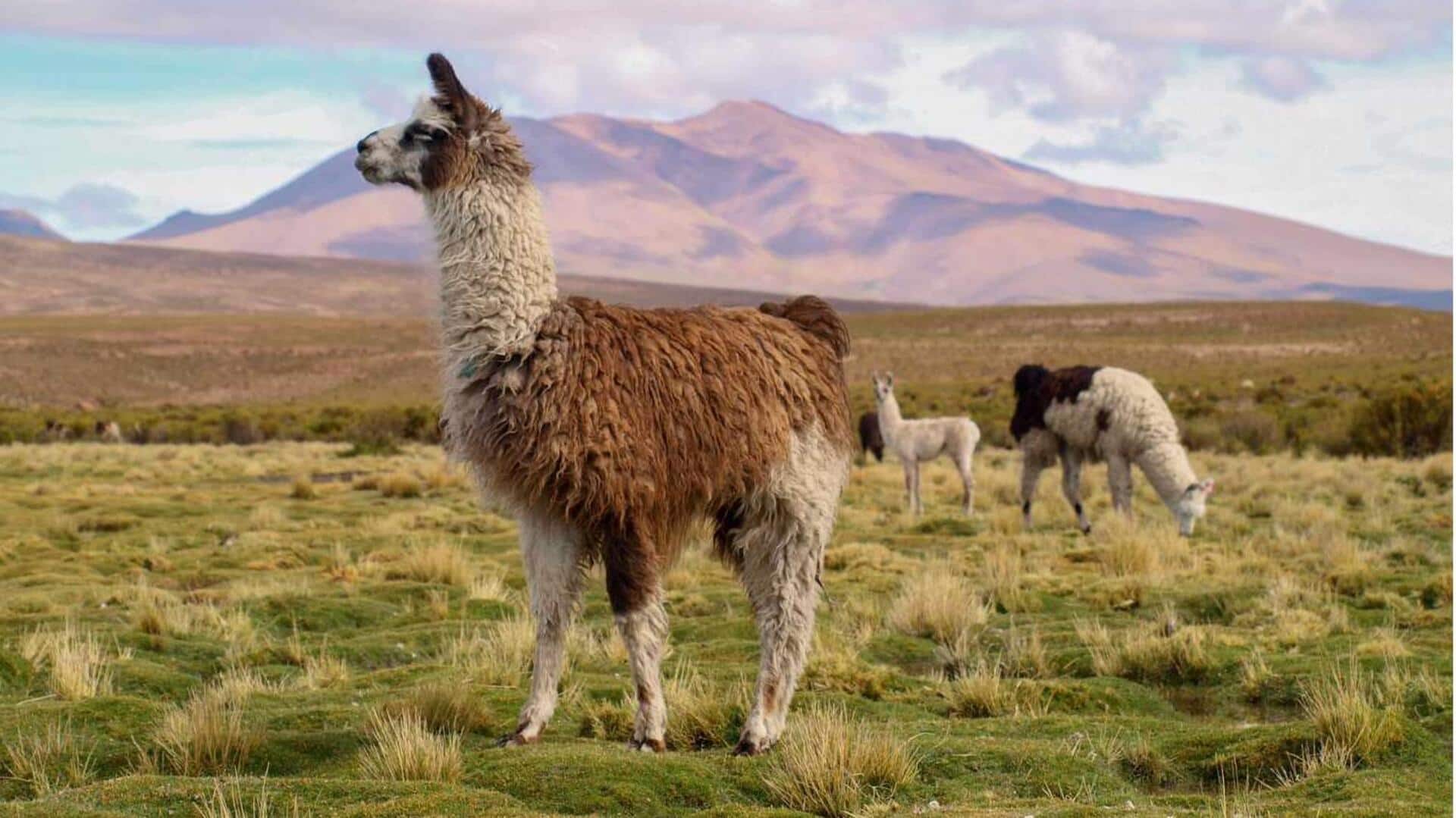 Peran Penting Alpaka dalam Menjaga Ekosistem di Daerah Pegunungan 
