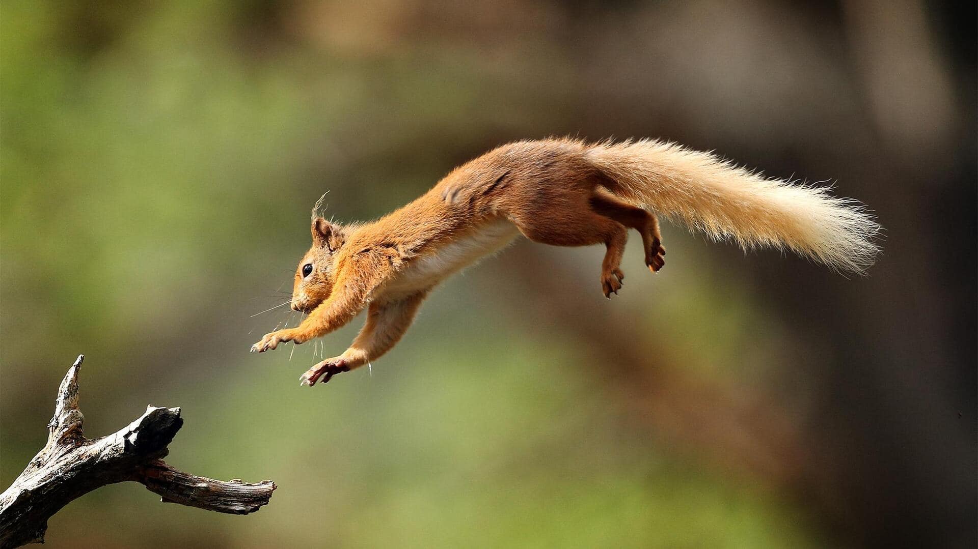 Menjelajahi Lompatan Unik Tupai di Habitat yang Beragam