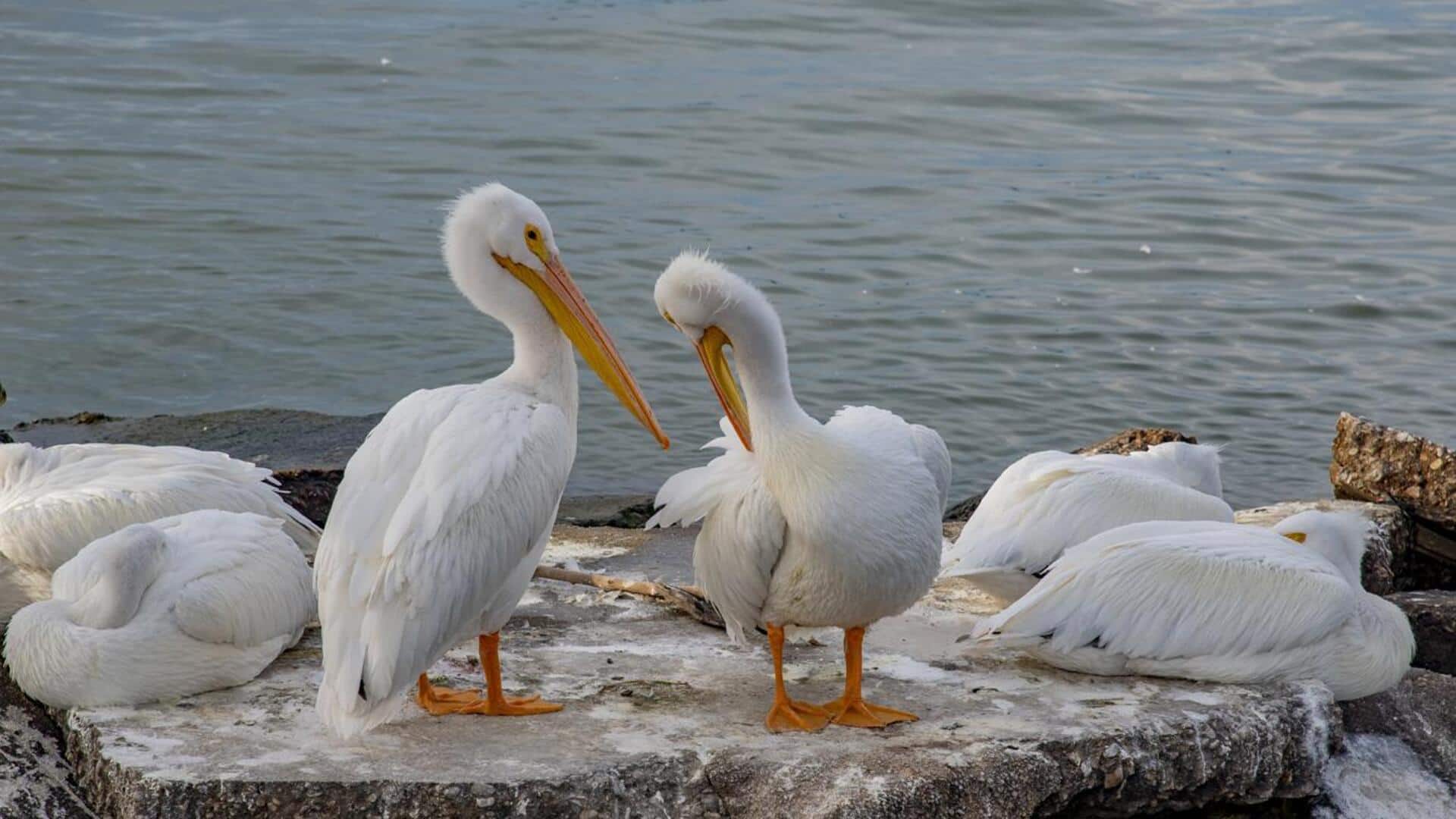Mempelajari Kebiasaan Unik Kelompok Pelikan saat Beristirahat