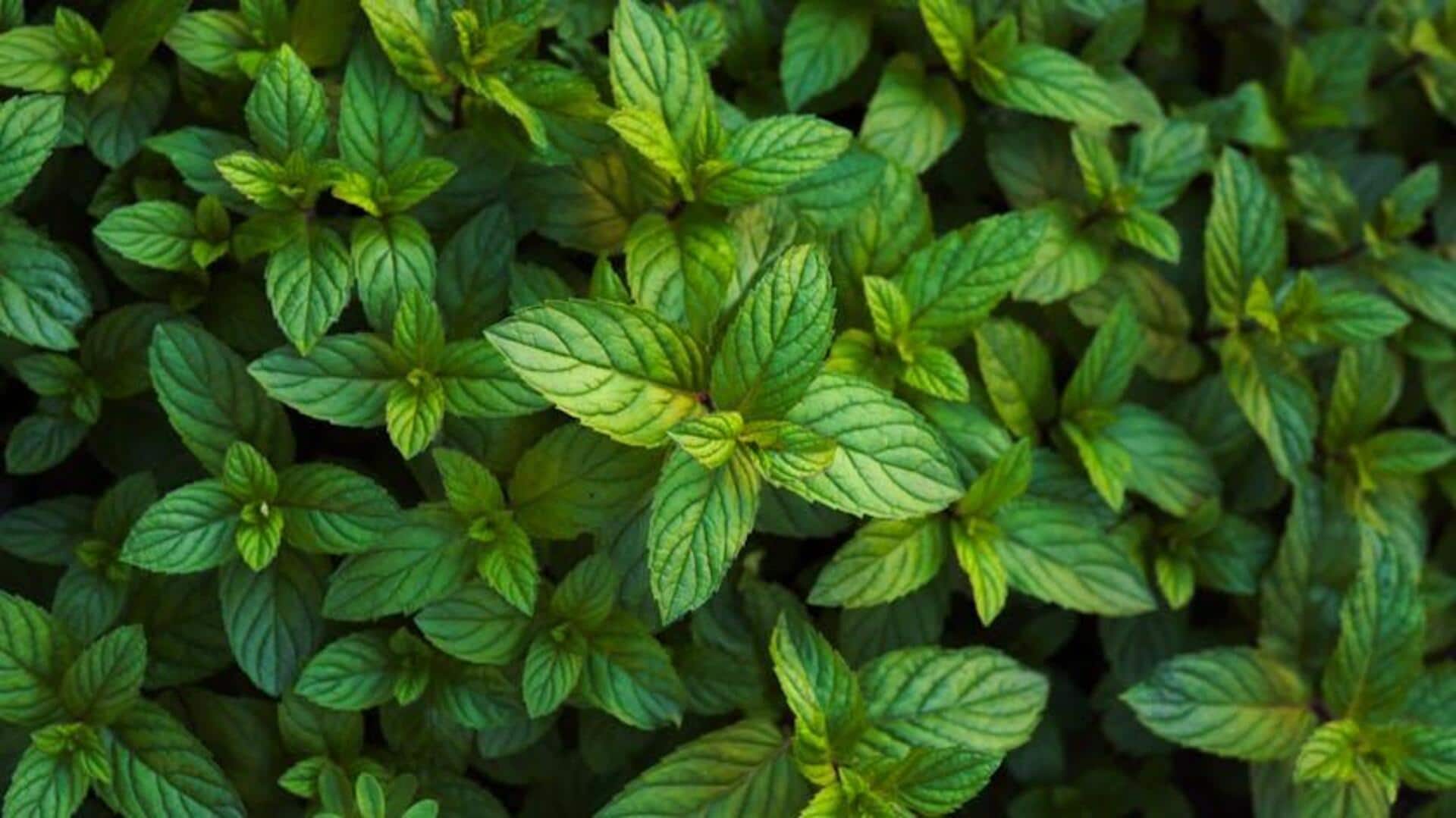 Lima Herbal Wangi untuk Ditanam di Kebun Rumah