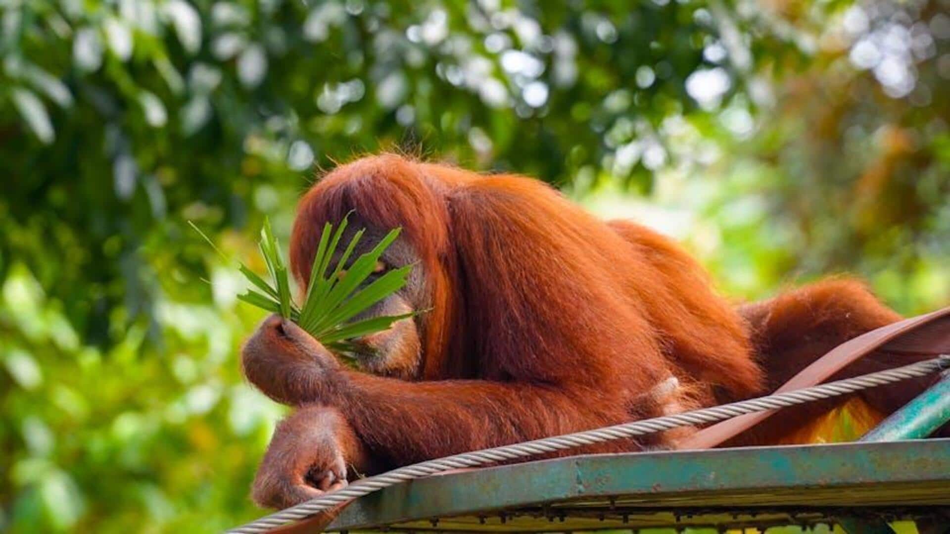 Upaya Konservasi Berbasis Teknologi di Indonesia