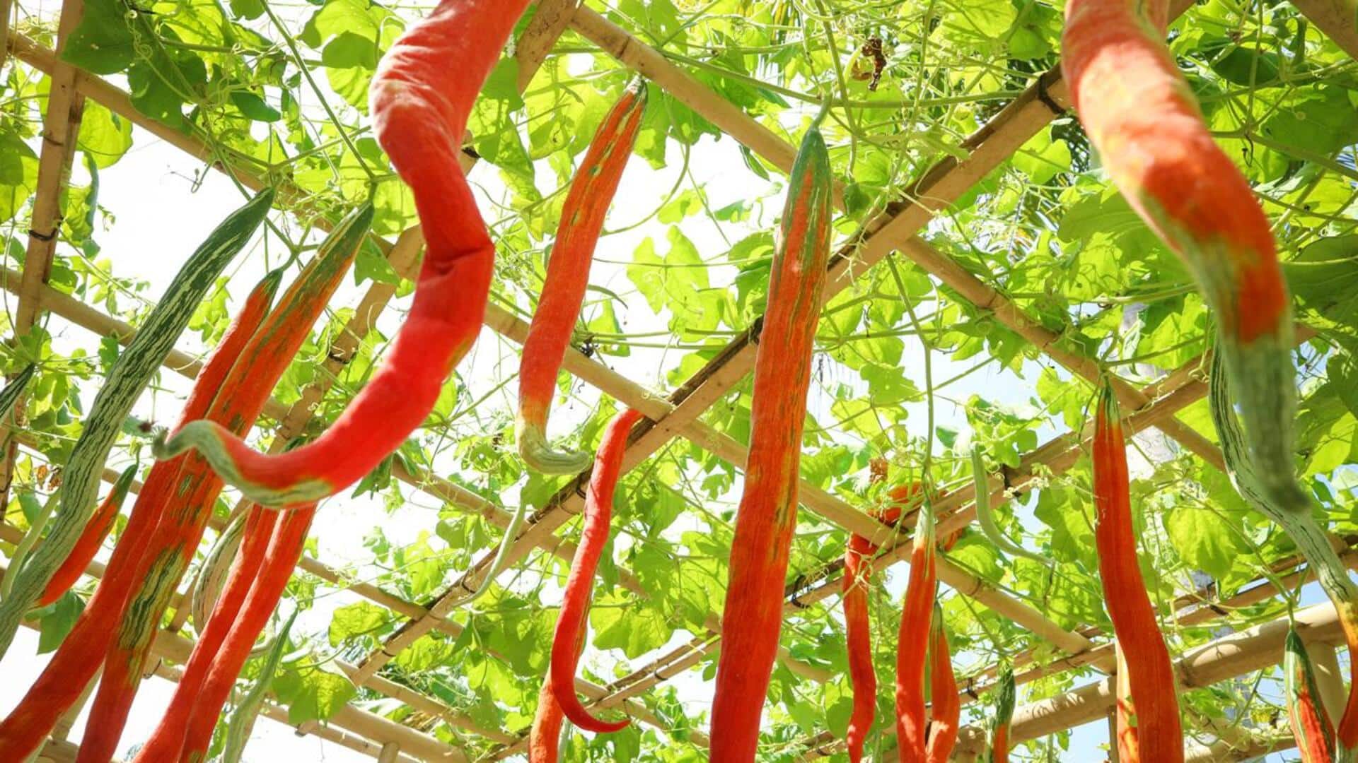 Lima Hidangan Berbasis Snake Tomato yang Wajib Anda Cicipi