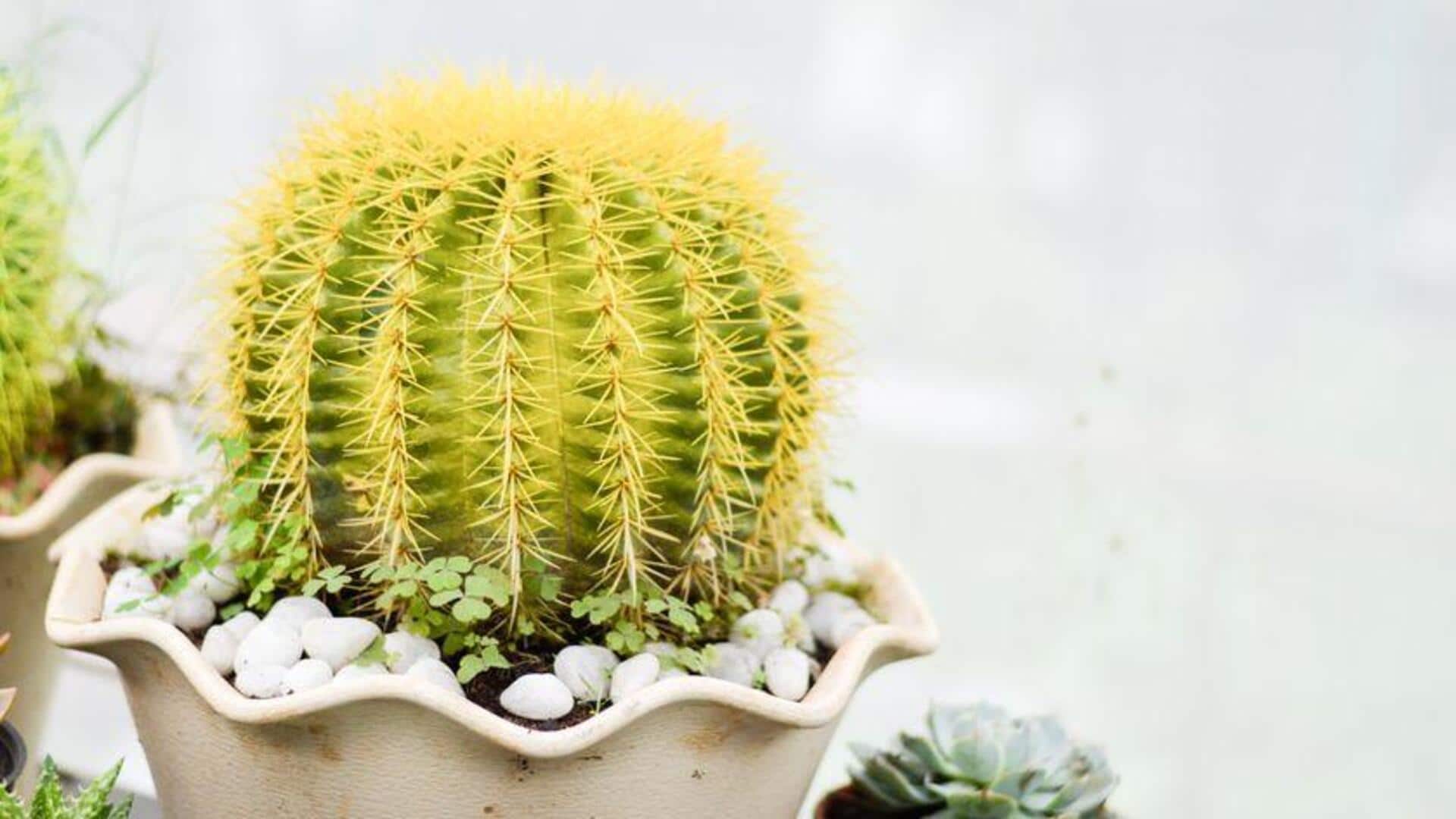 Varietas Kaktus Terbaik untuk Rumah Urban India