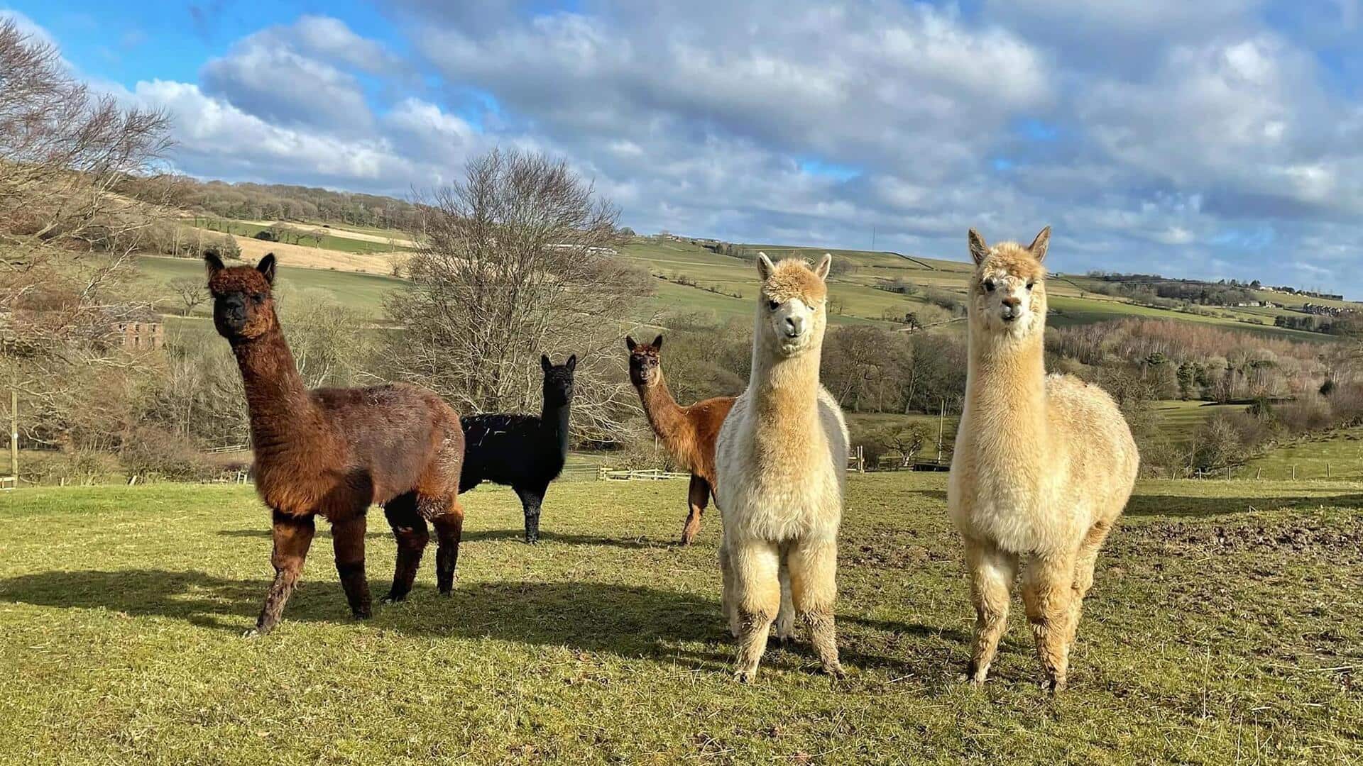 Lima Cara Cerdas Alpaka dalam Menghindari Ancaman dari Predator