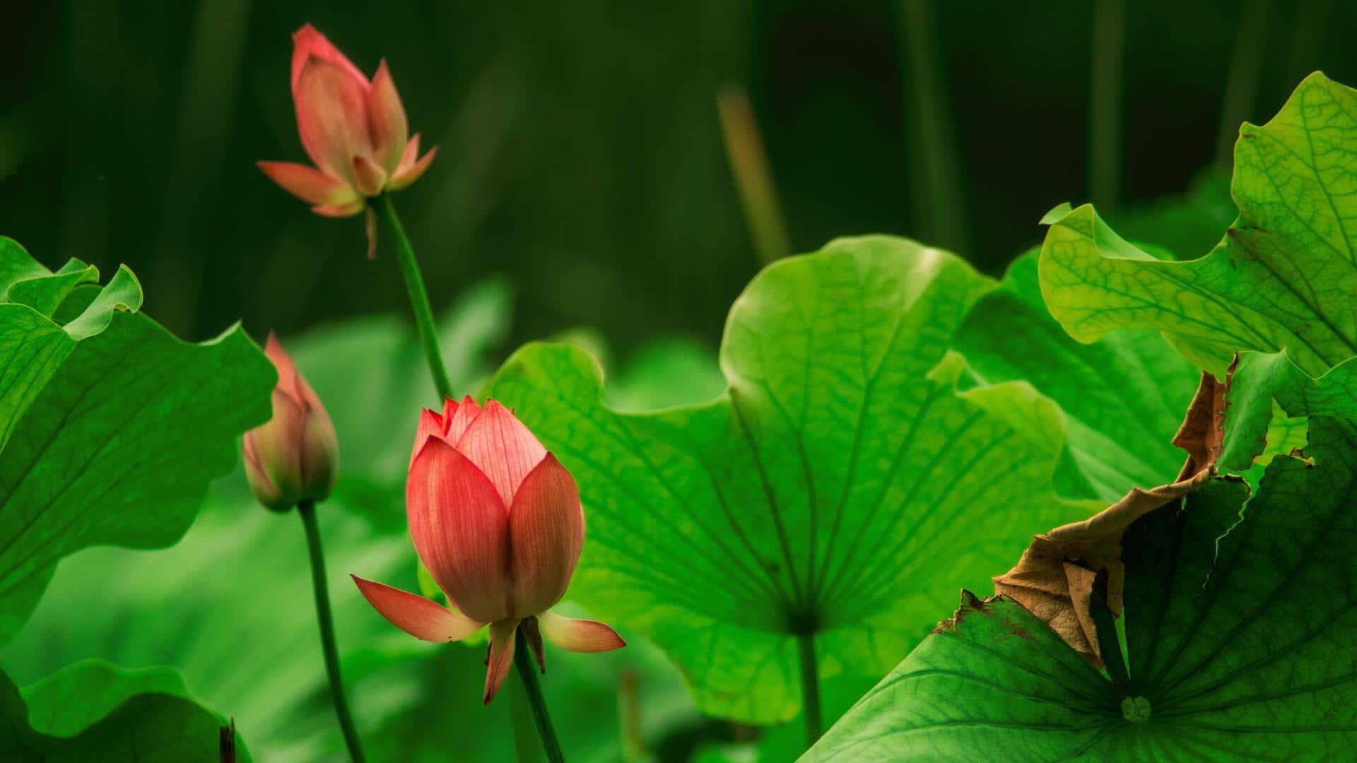 Daun teratai: Mempercantik rumah dan berkhasiat