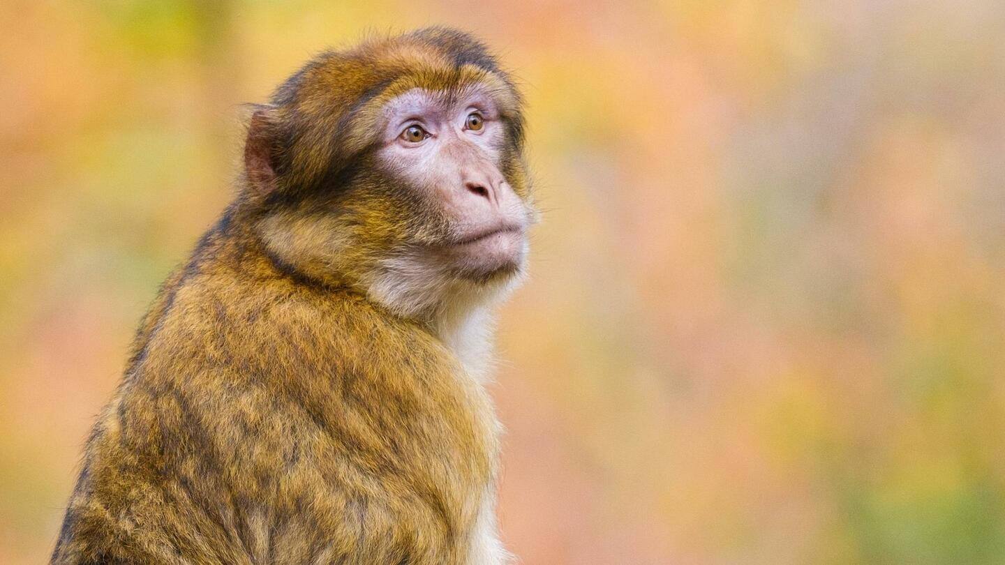 Suntikan protein anti-penuaan meningkatkan daya ingat monyet: Studi