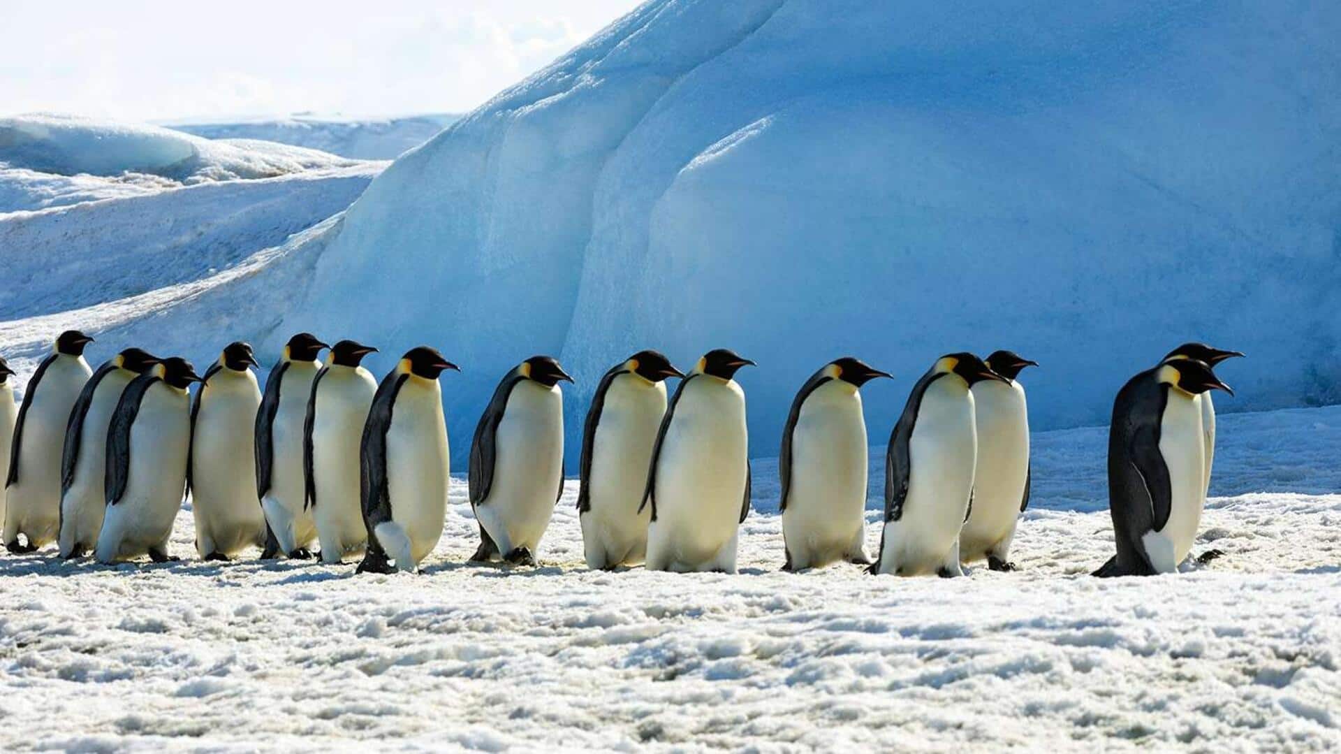 Mengungkap Rahasia Kerja Sama dalam Koloni Penguin