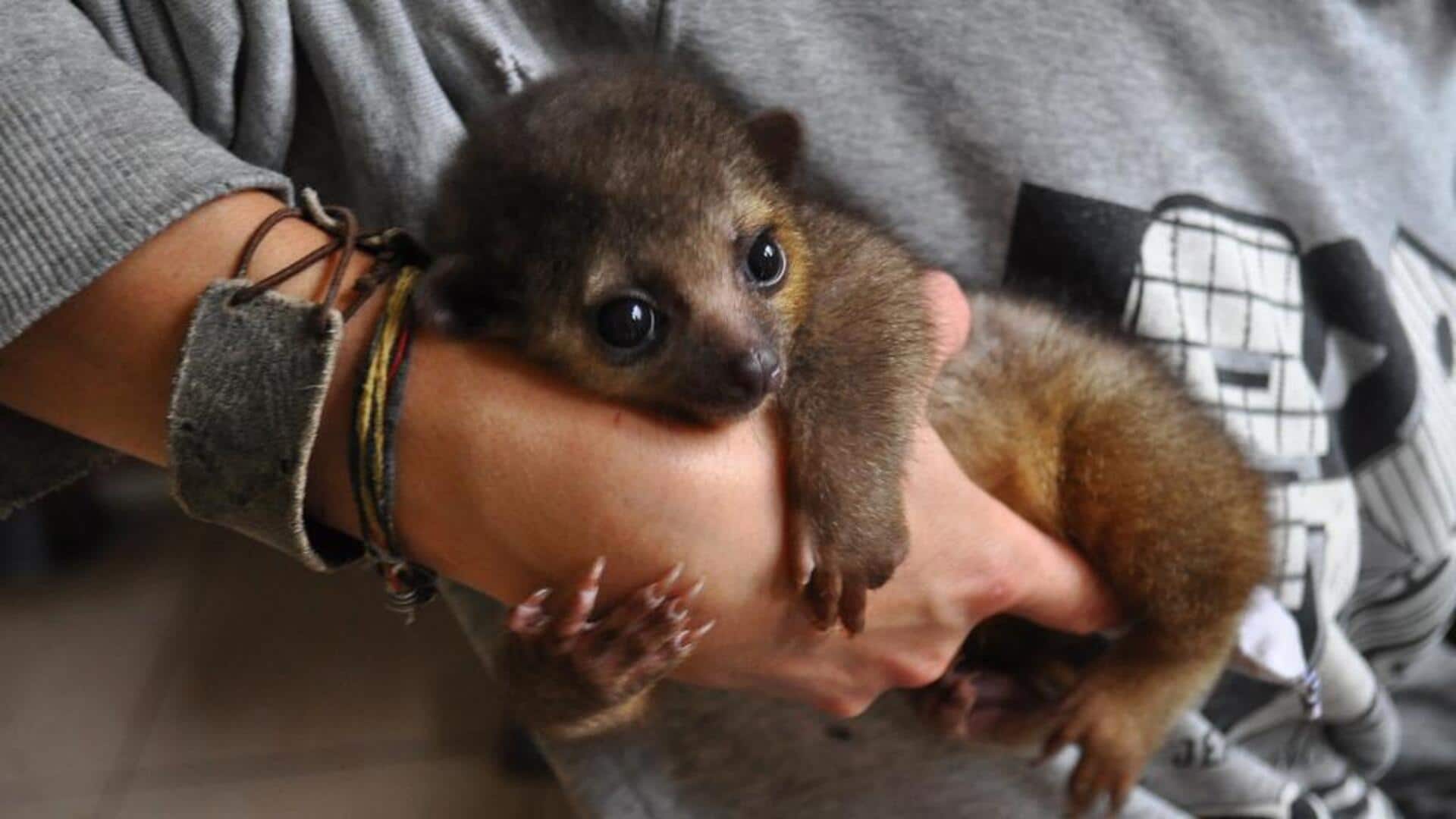 Fakta menarik tentang kinkajou Fakta menarik tentang kinkajou