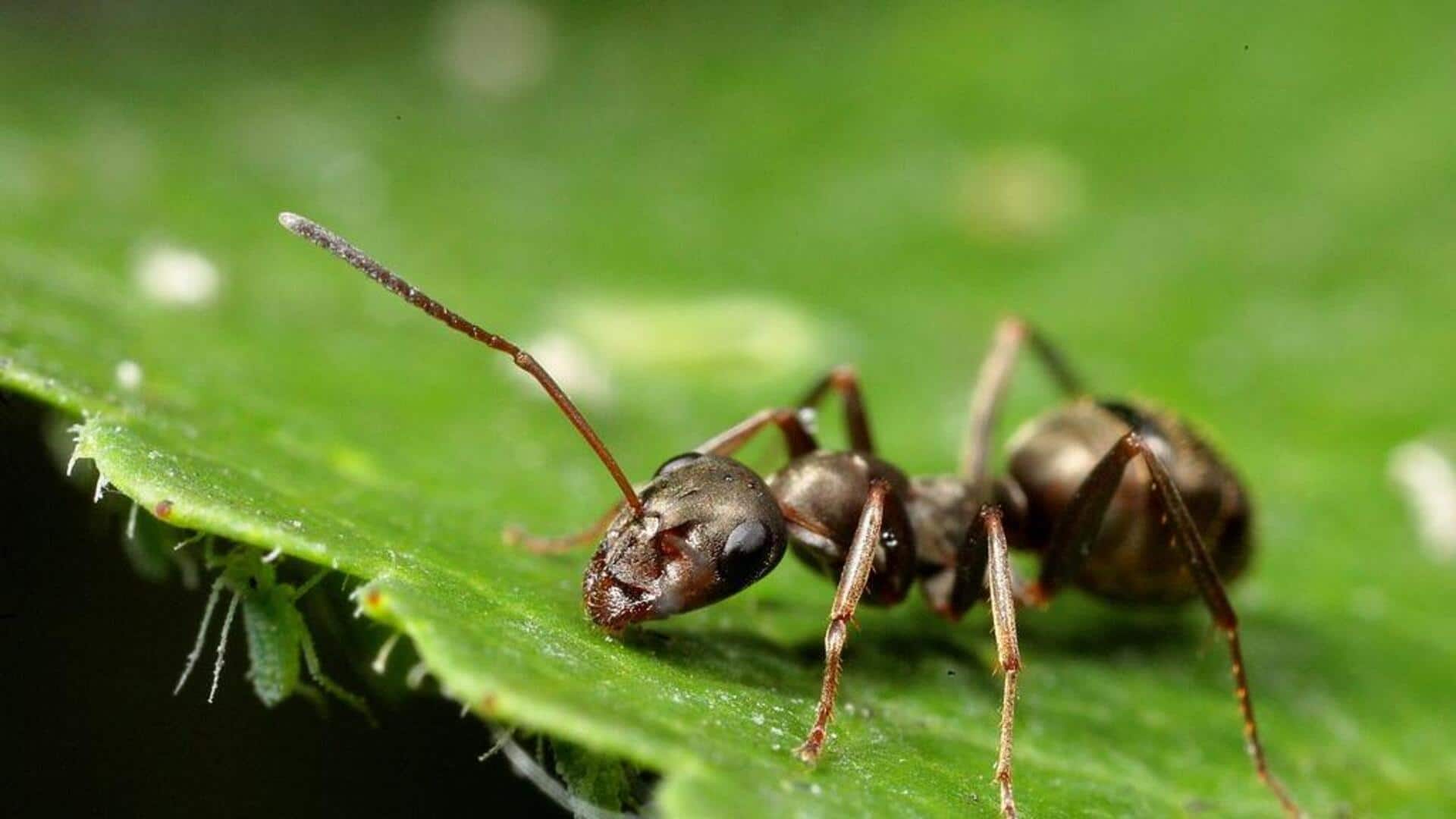 Cara alami mengusir hama di rumah