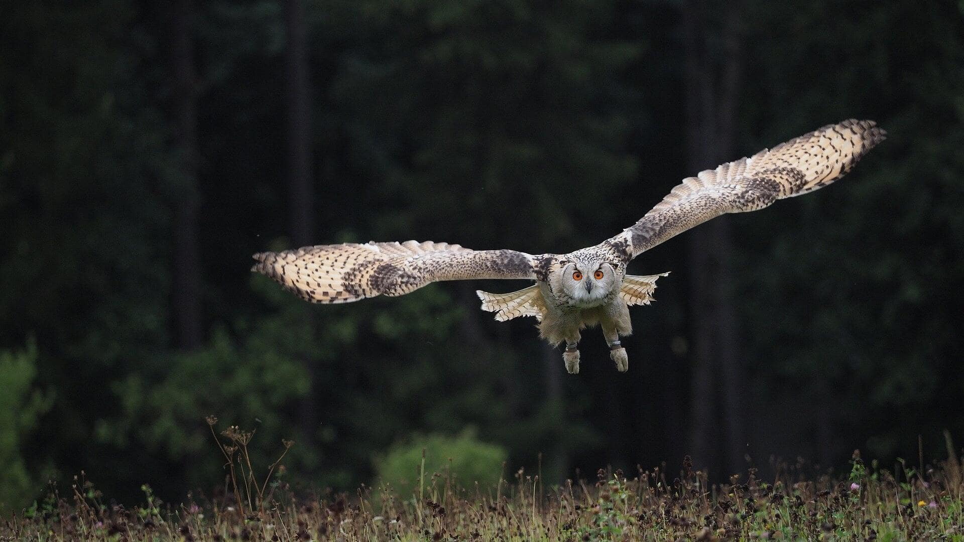 Mengungkap Rahasisa Mekanika Terbang Senyap dari Burung Hantu