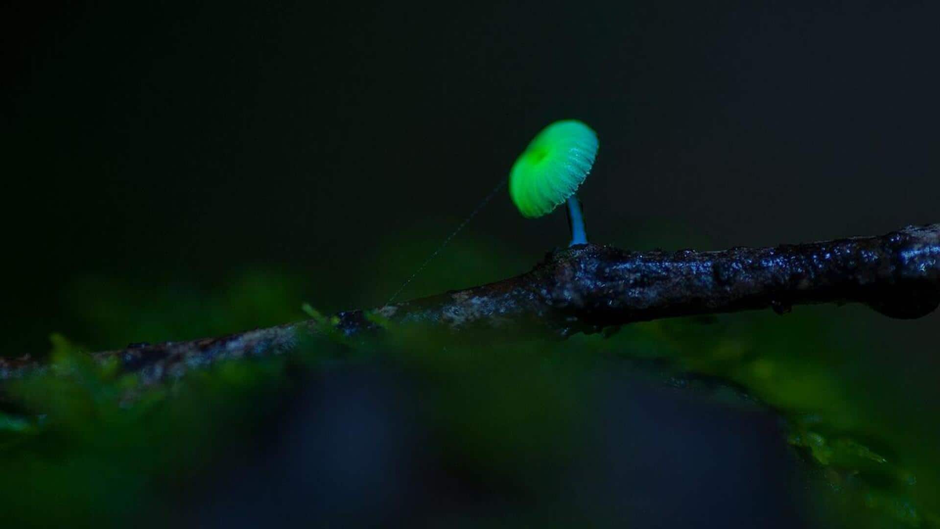 Tanaman Bioluminesen: Sumber Cahaya Berkelanjutan Baru