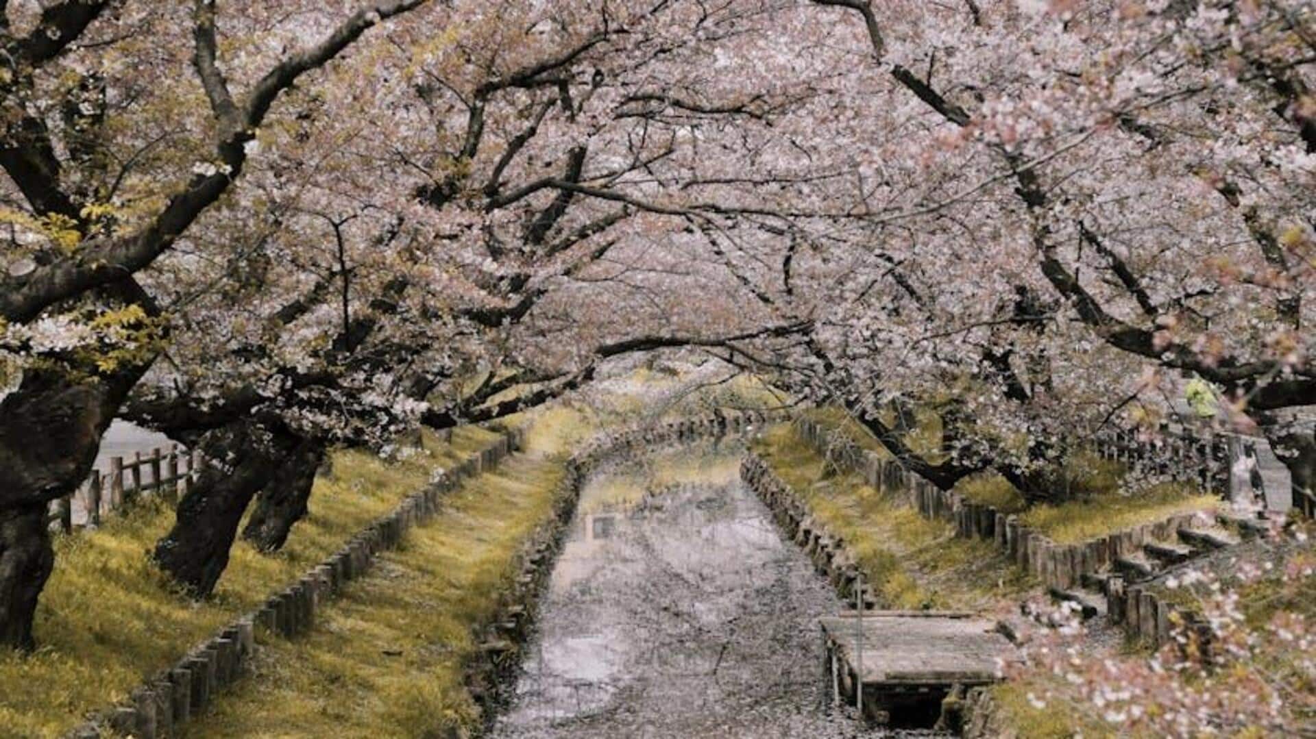 Menjelajahi Tempat Tersembunyi Bunga Sakura di Jepang