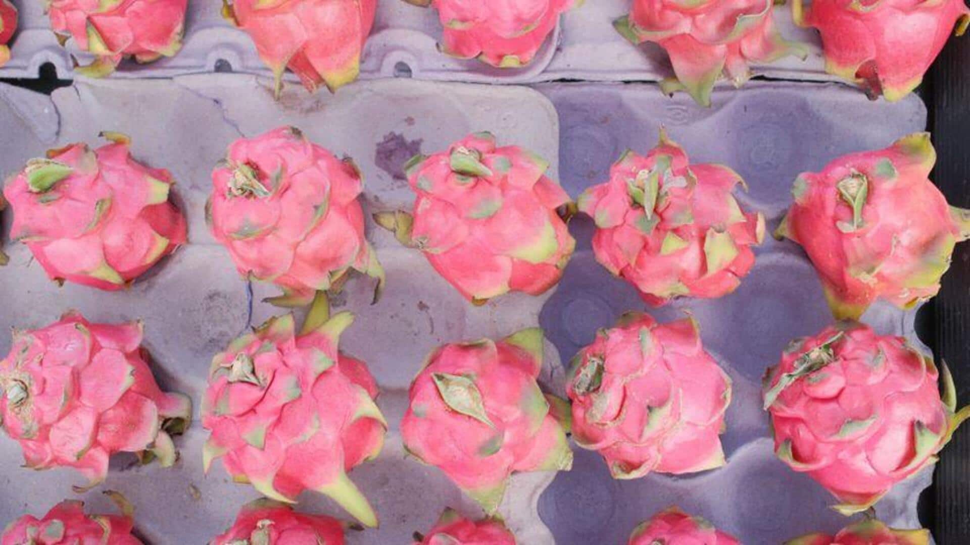 Cara Menanam Buah Naga di Rumah