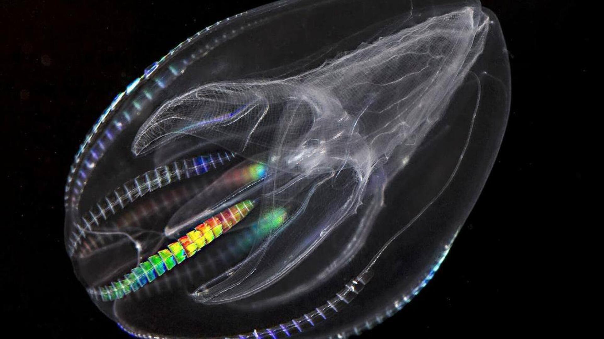 Teknologi Terinspirasi Plankton untuk Energi Terbarukan