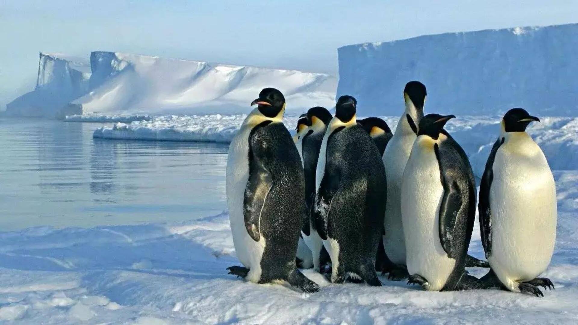 Taktik Unik Penguin untuk Bertahan Hidup di Lingkungan yang Beku