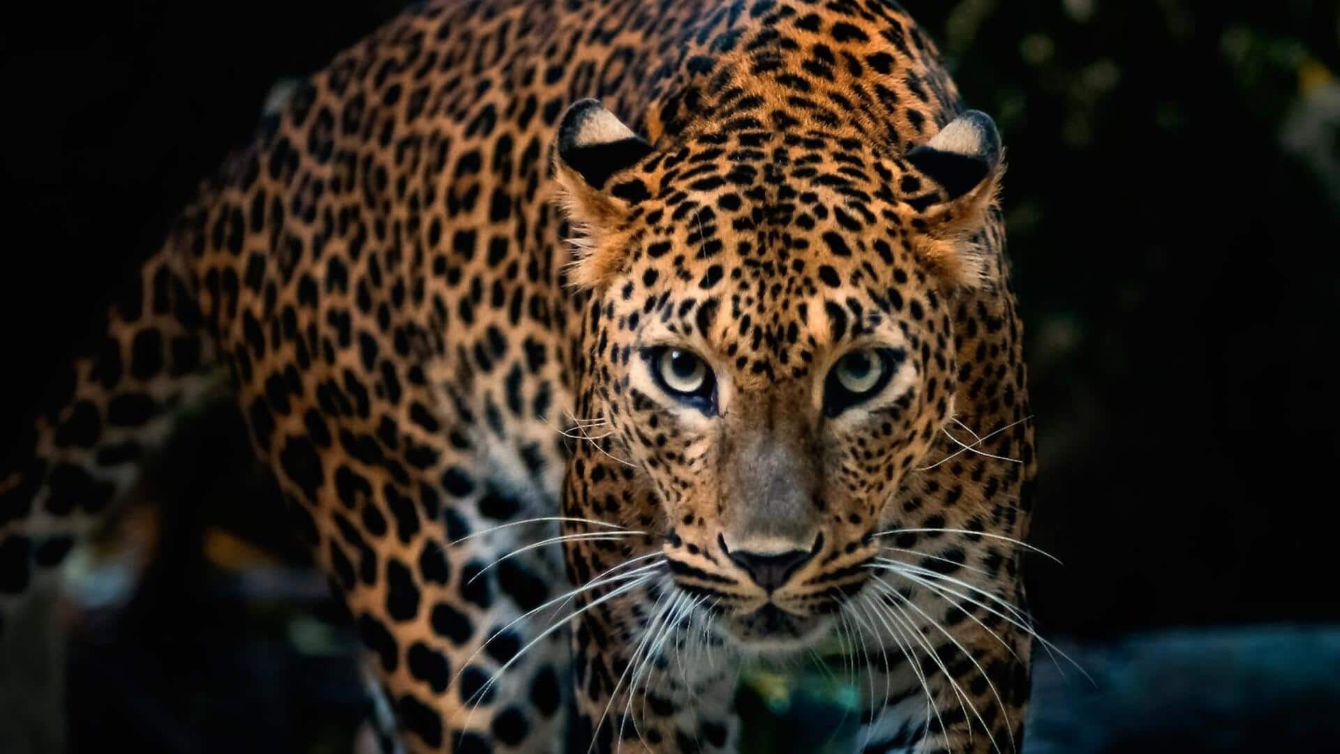 Kebiasaan Nokturnal Macan Tutul: Aktivitas Malam dan Strategi Bertahan Hidup