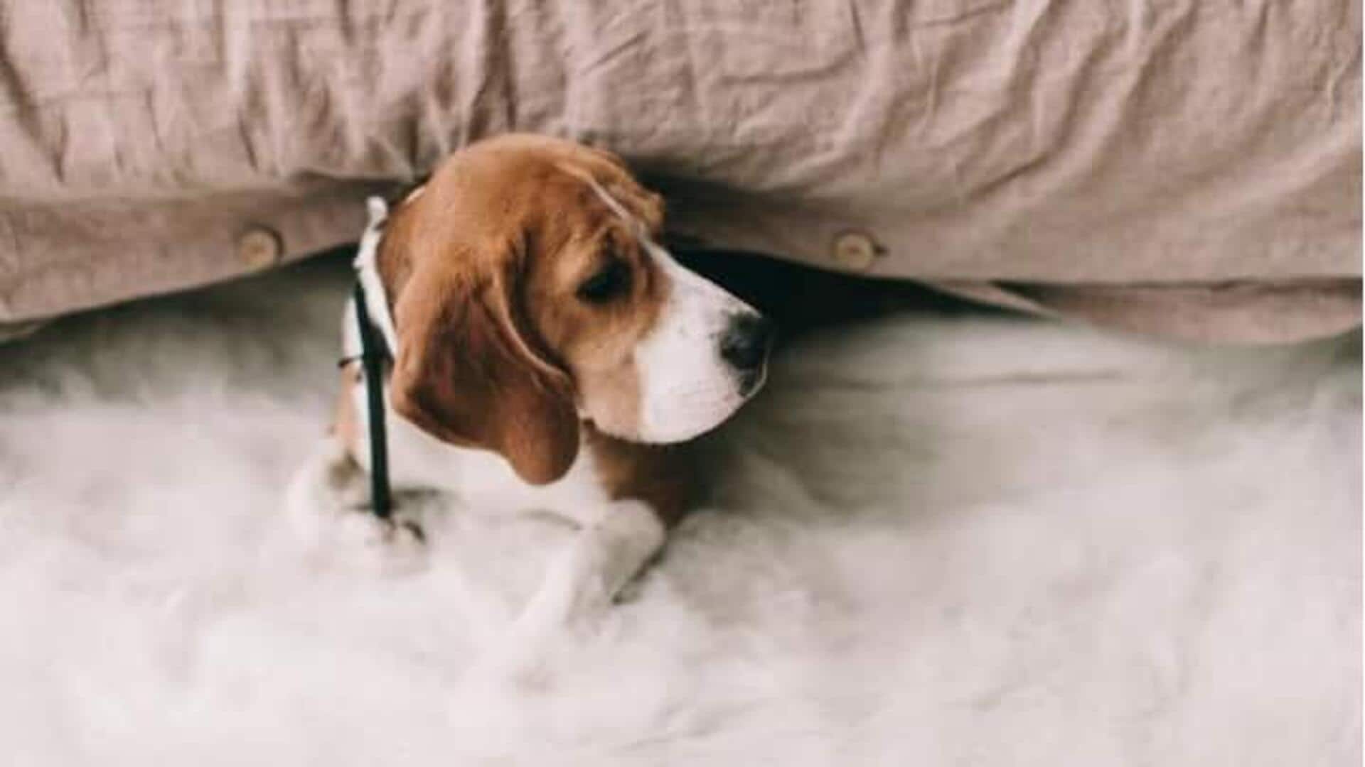Kiat Dalam Mengatur Berat Badan Anjing Beagle Anda