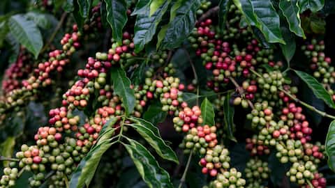 Rahasia Menumbuhkan Tanaman Kopi Arabika di Dalam Ruangan
