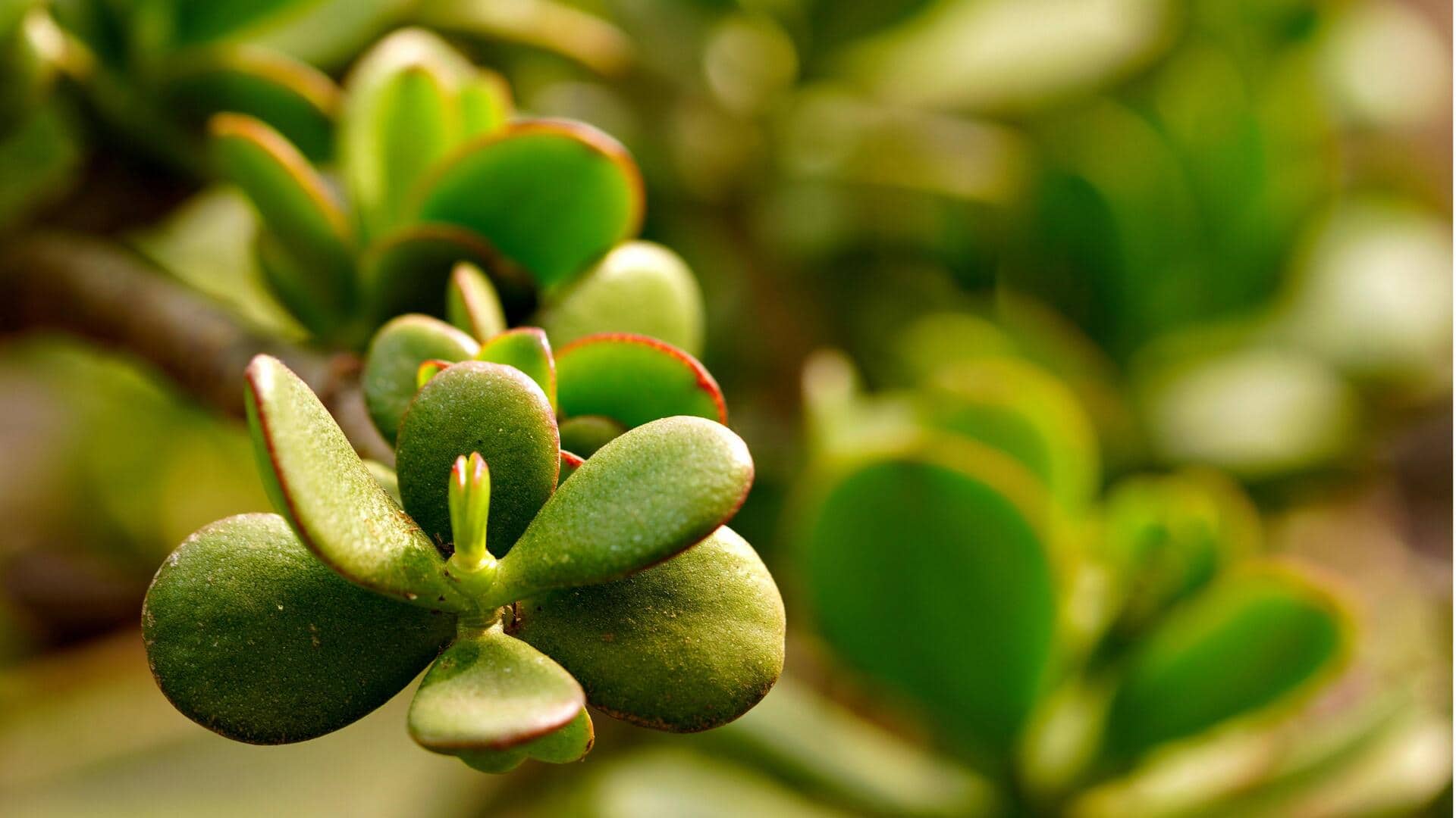 Cara Indah Mengembangbiakkan Sukulen Dalam Air