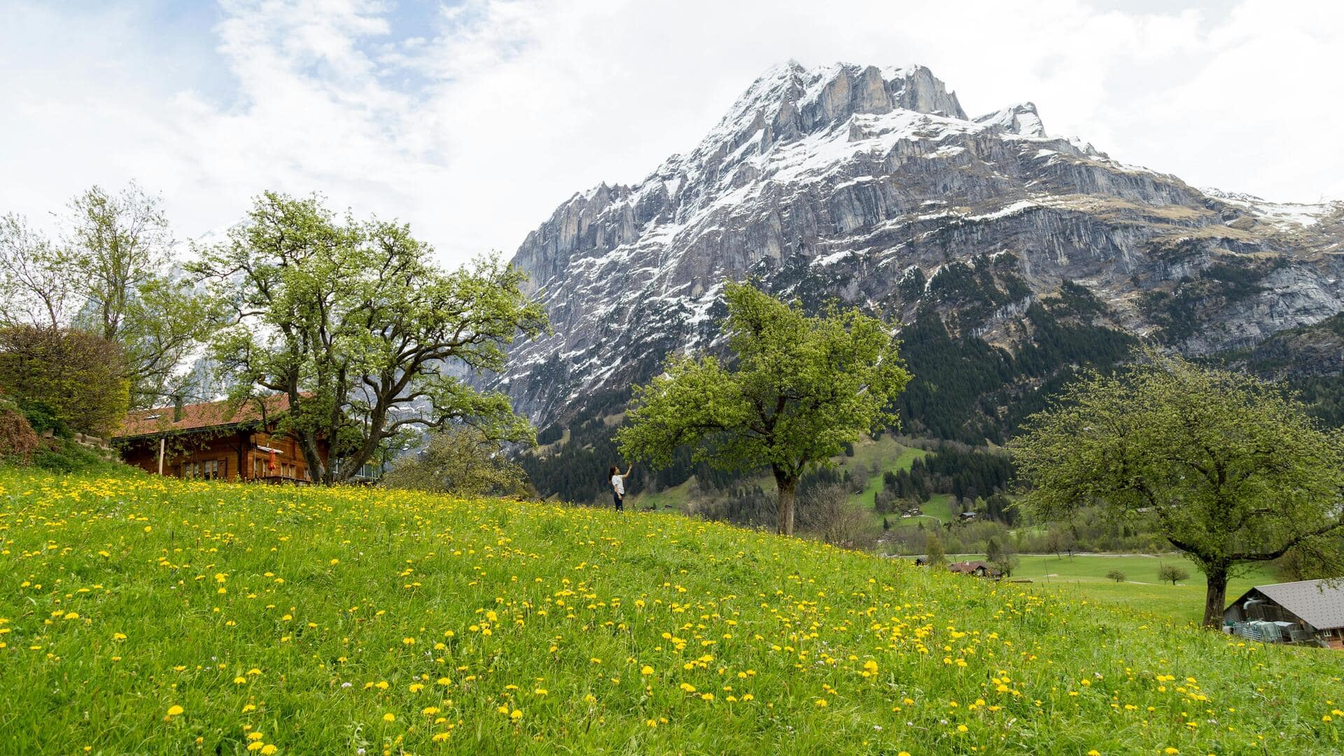 Menjelajahi Padang Bunga Liar di Swiss