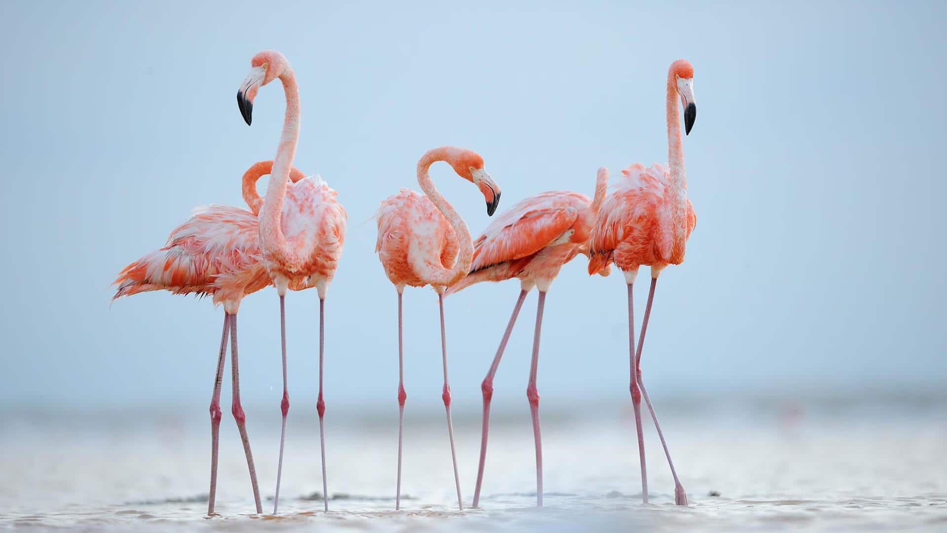 Mengungkap Perilaku Flamingo yang Belum Banyak Diketahui Mengungkap Perilaku Flamingo yang Belum Banyak Diketahui