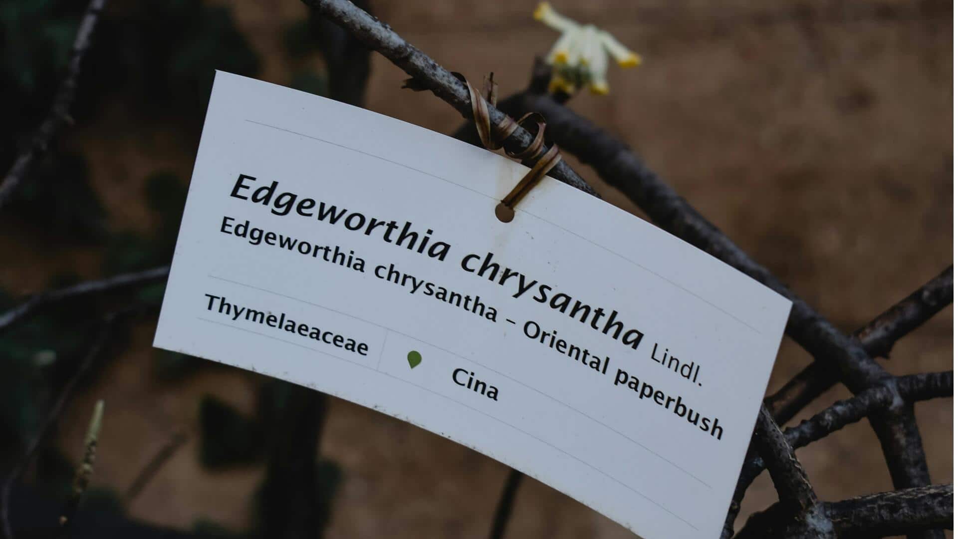 Fakta Menarik tentang Penamaan Ilmiah di Dunia