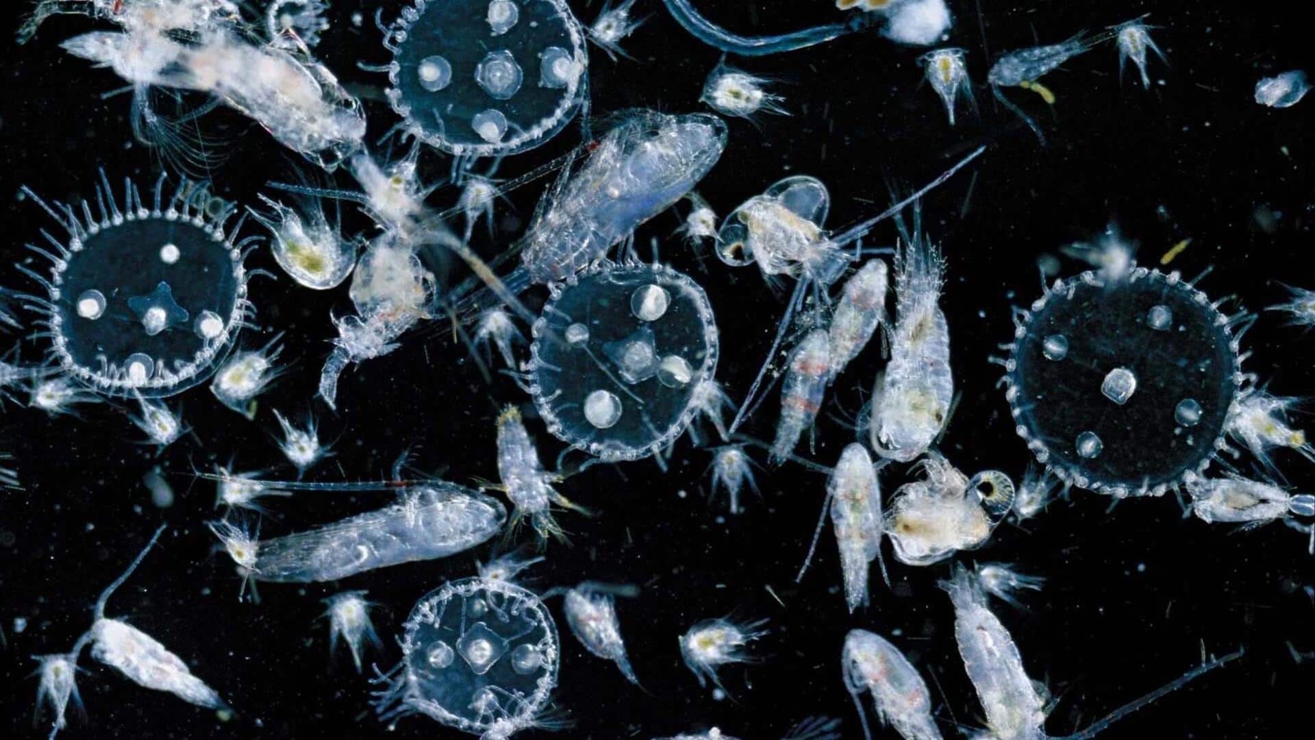 Lima Fakta Mengejutkan tentang Plankton yang Menggerakkan Terobosan Medis