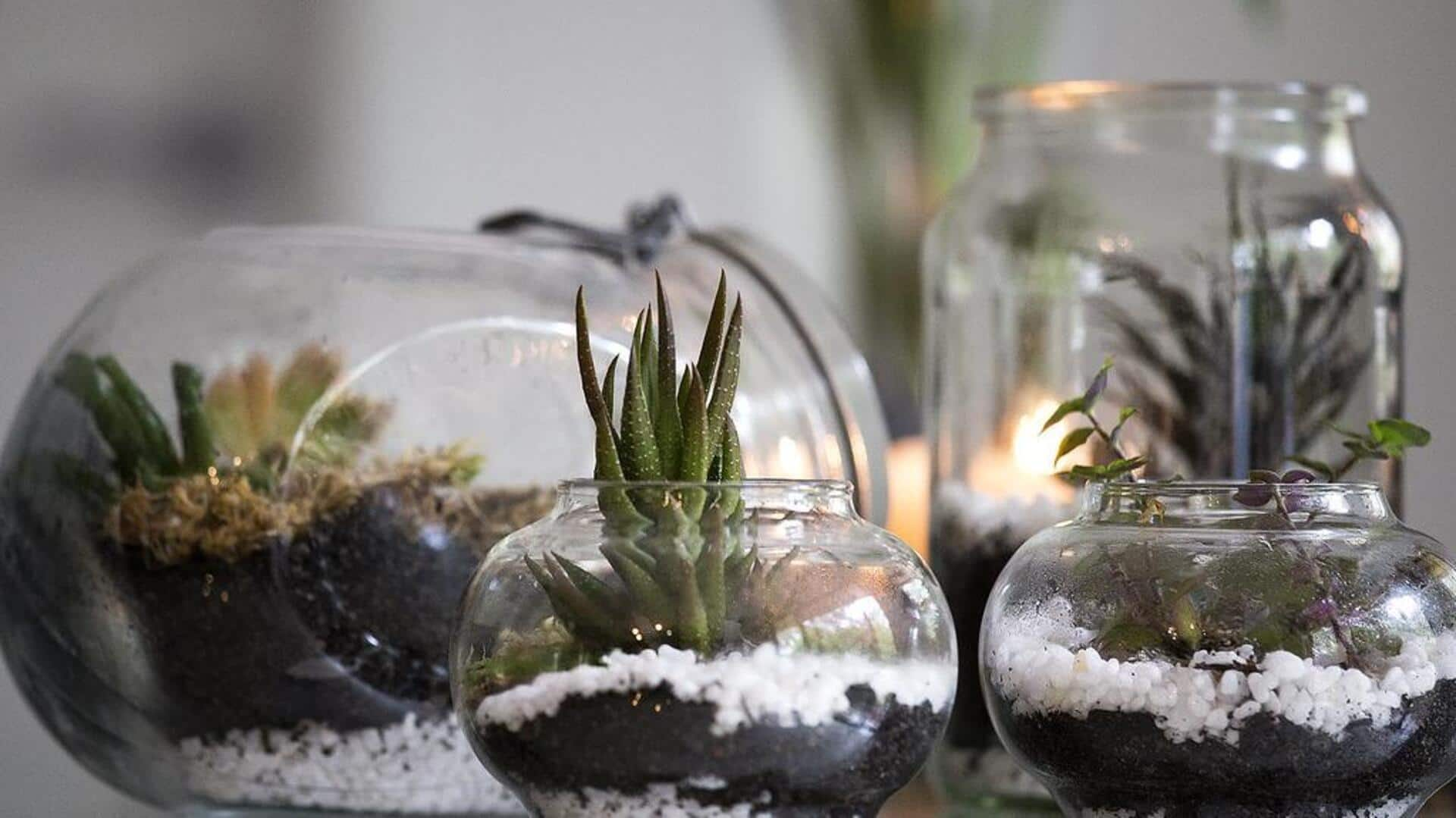 Elegansi hijau dalam terrarium Art Deco