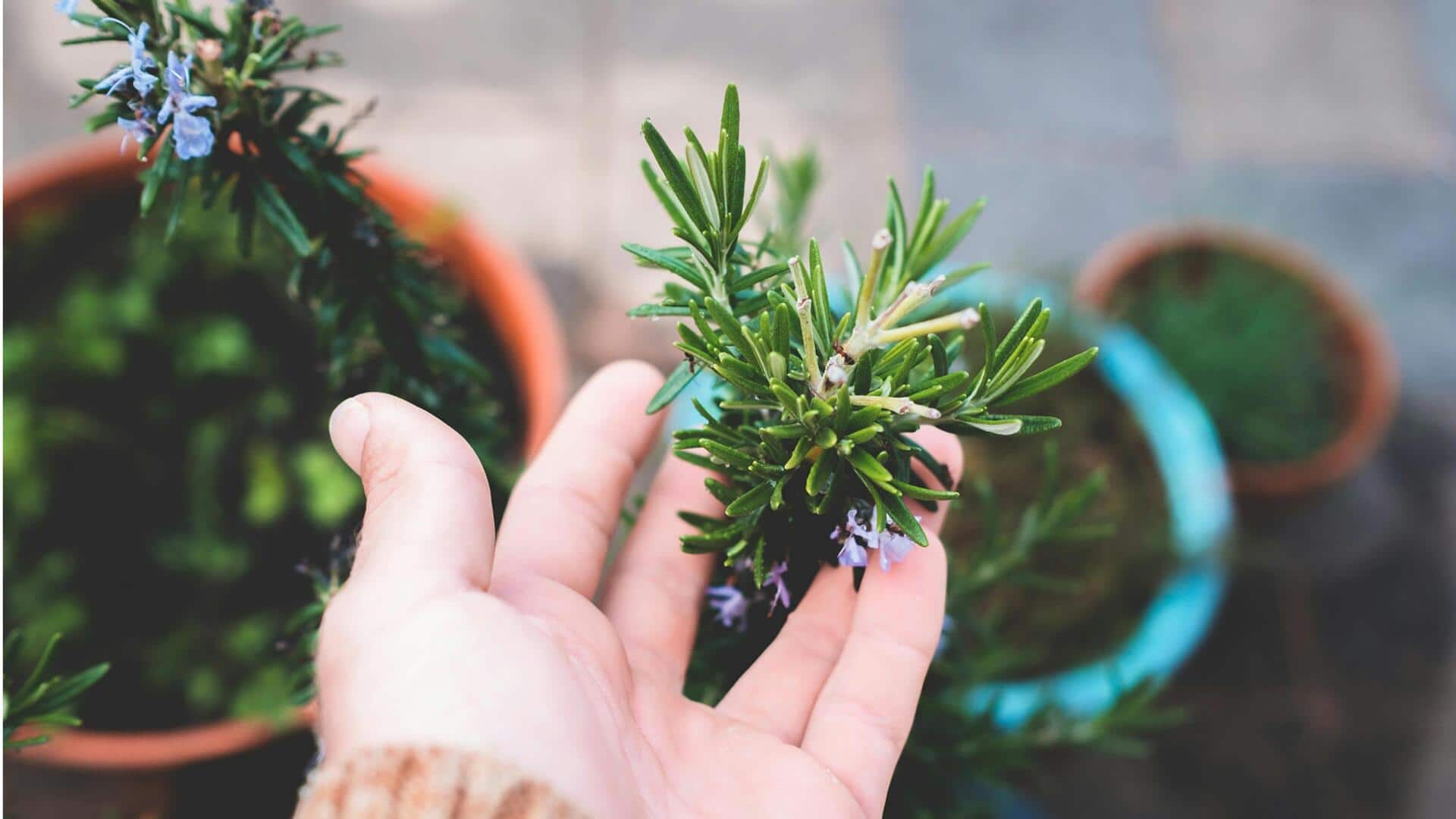 Lima Herbal Kuno yang Wajib Ditanam di Rumah Modern Anda