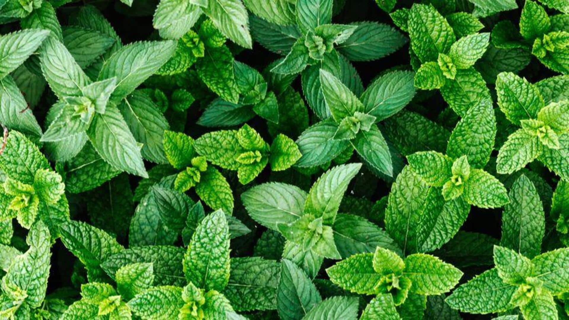 Lima Benih Tanaman Obat yang Harus Anda Tanam di Rumah