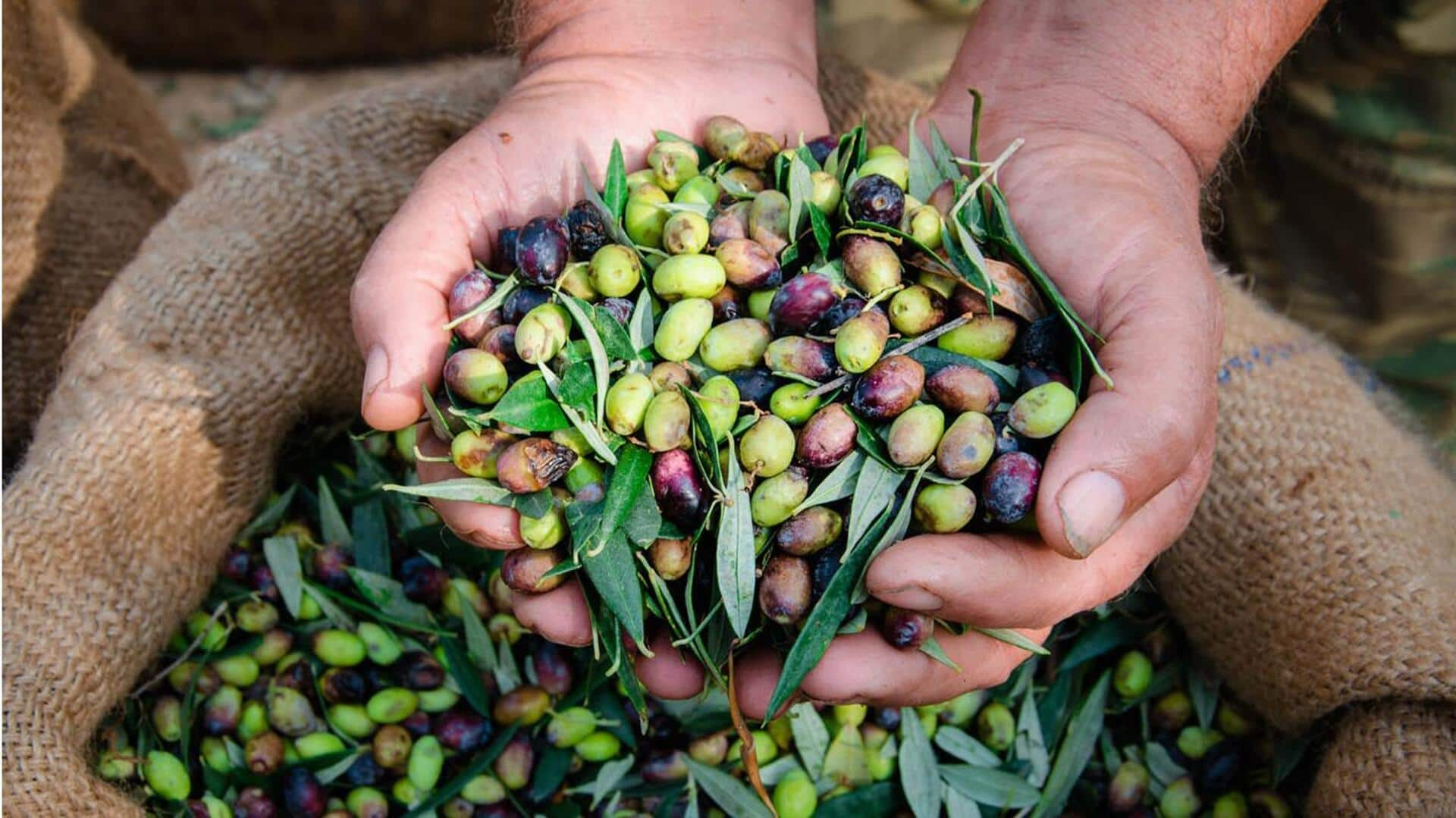 Memanen Buah Zaitun di Kebun Kuno Sisilia