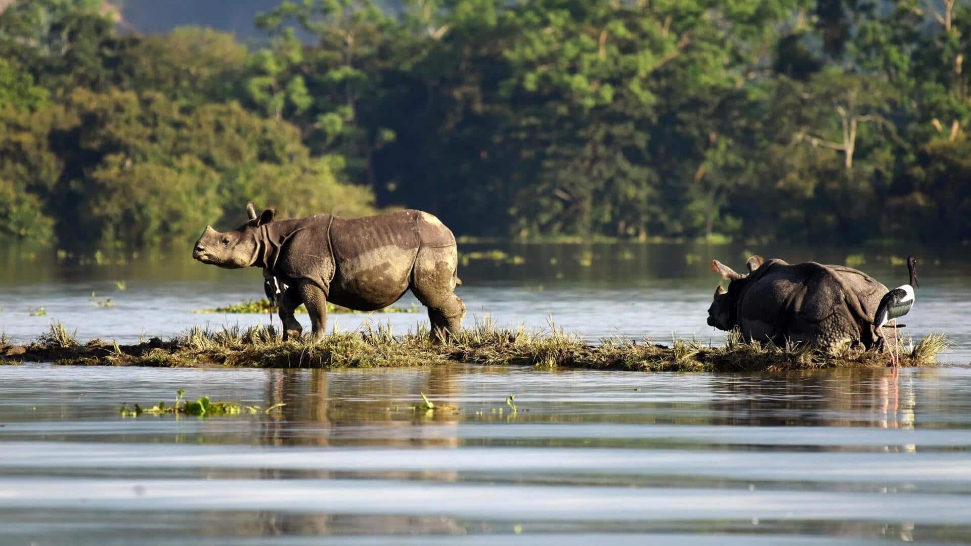 Lima Cara Unik Badak dalam Mengatasi Terik Matahari