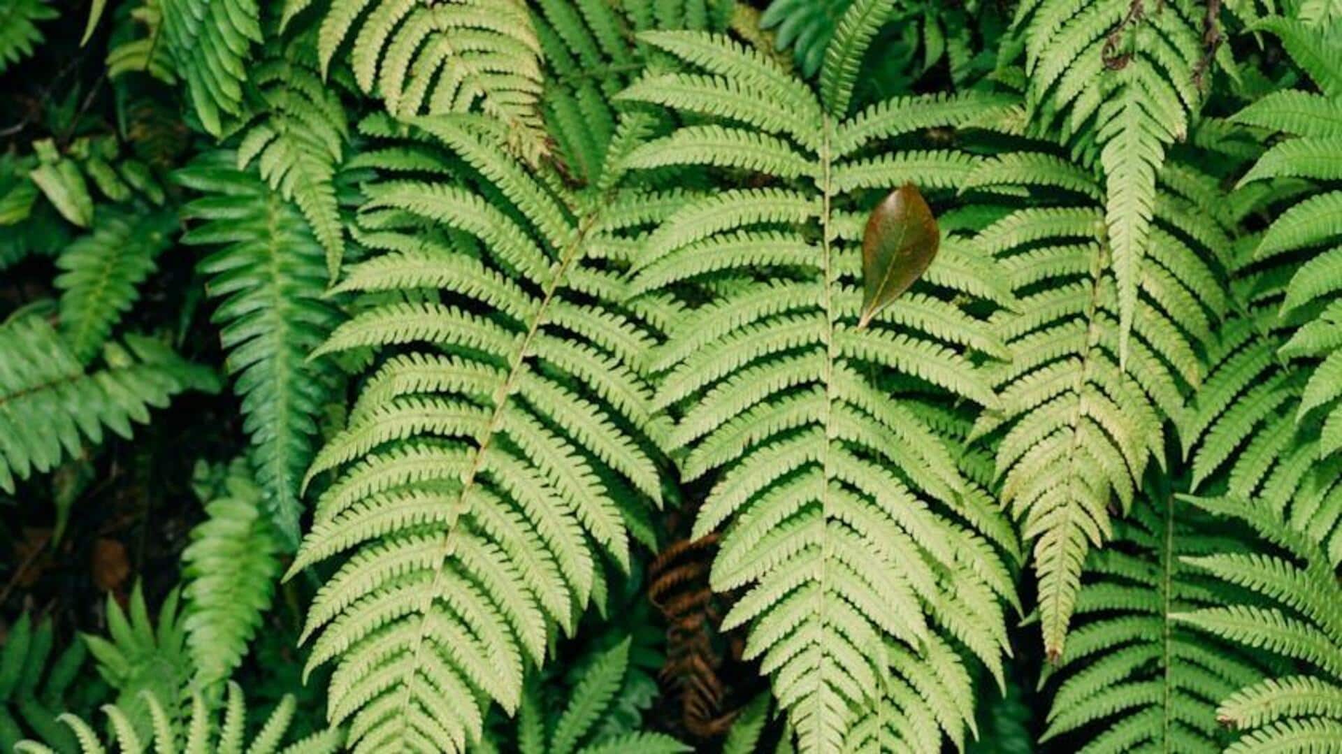 Menanam Pakis Lokal: Hijau Abadi di Rumah