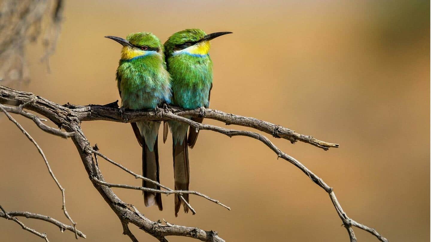 Menurut penelitian, burung juga bercerai sama seperti manusia