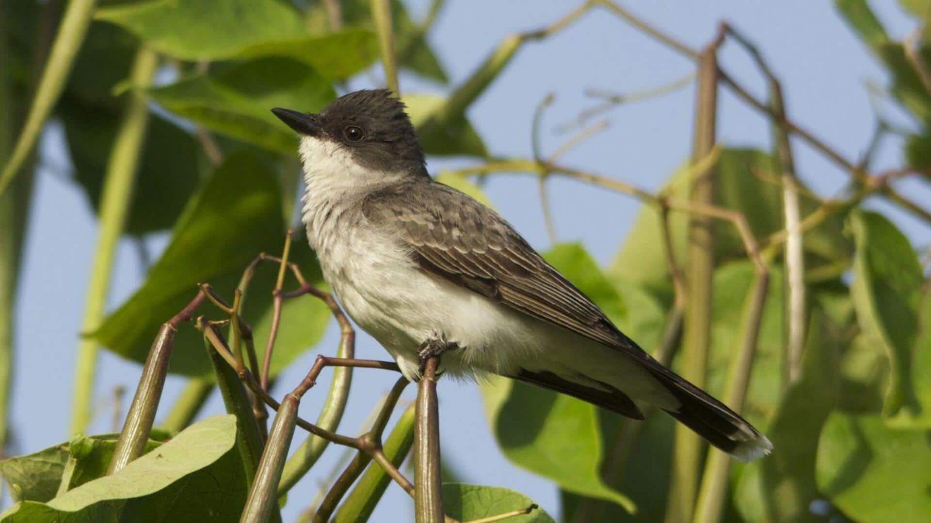 Mengungkap Rahasia Komunikasi dari Burung Kingbird