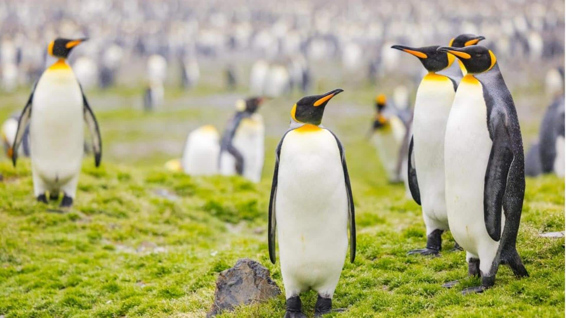 Cara Penguin Membangun Ikatan Sosial di Kondisi Lingkungan yang Ekstrem