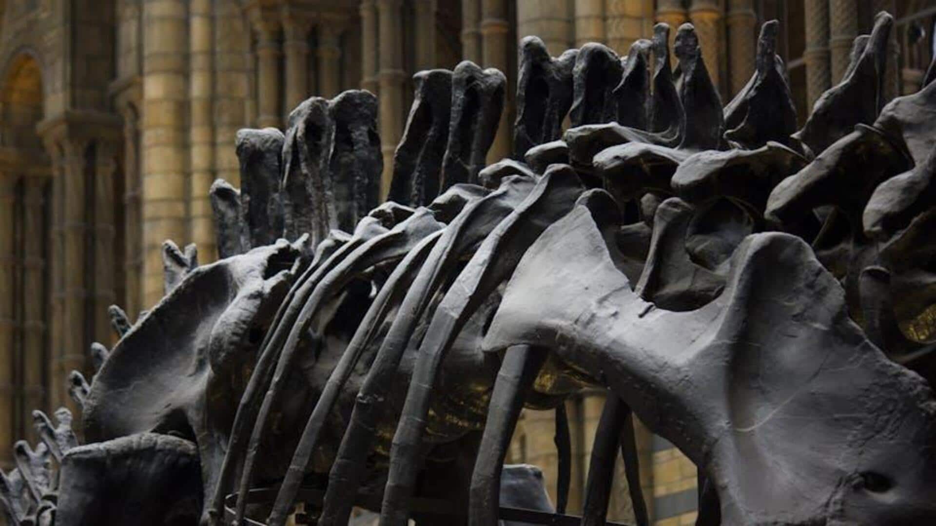 Dinosaurus yang Ditemukan di Indonesia Modern Dinosaurus yang Ditemukan di Indonesia Modern