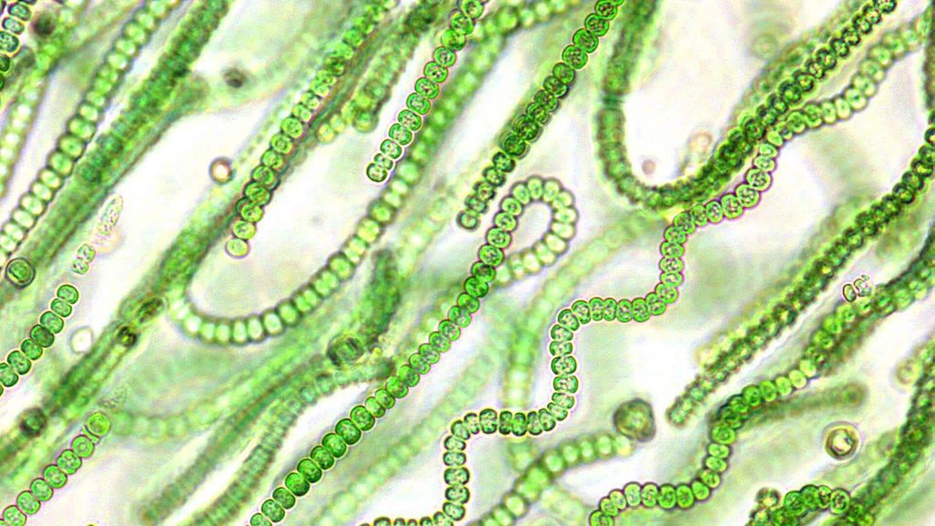 Mempelajari Mikroba Kuno dan Atmosfer Bumi Purba