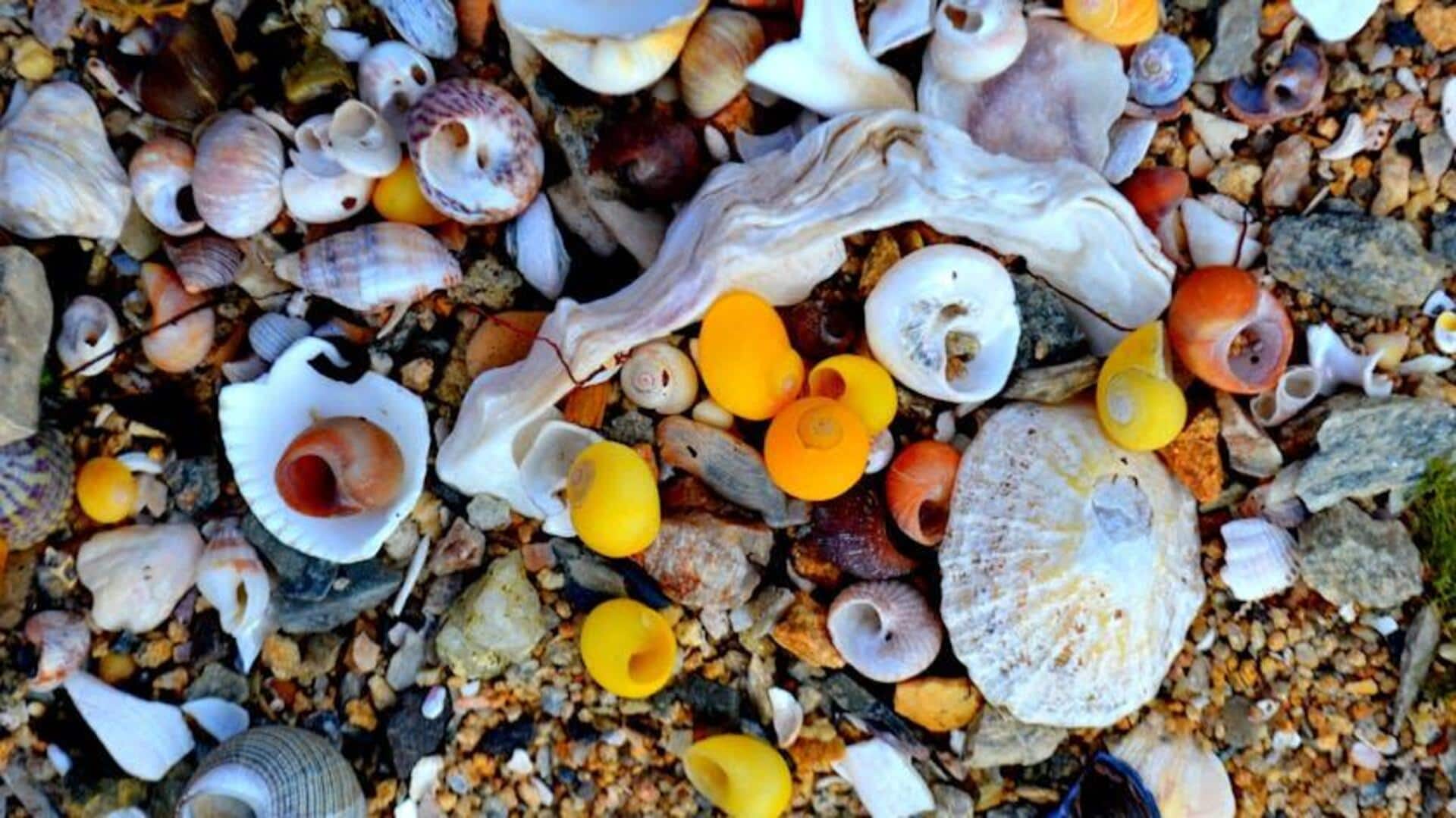 Teknologi Modern Memanfaatkan Cangkang Laut Daur Ulang