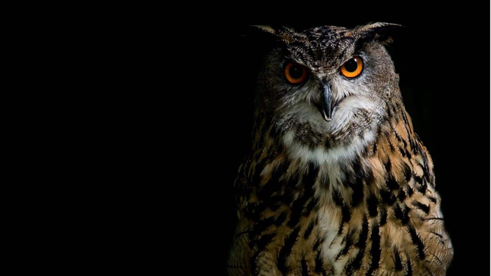 Adaptasi Mata Burung Hantu untuk Berburu di Malam Hari